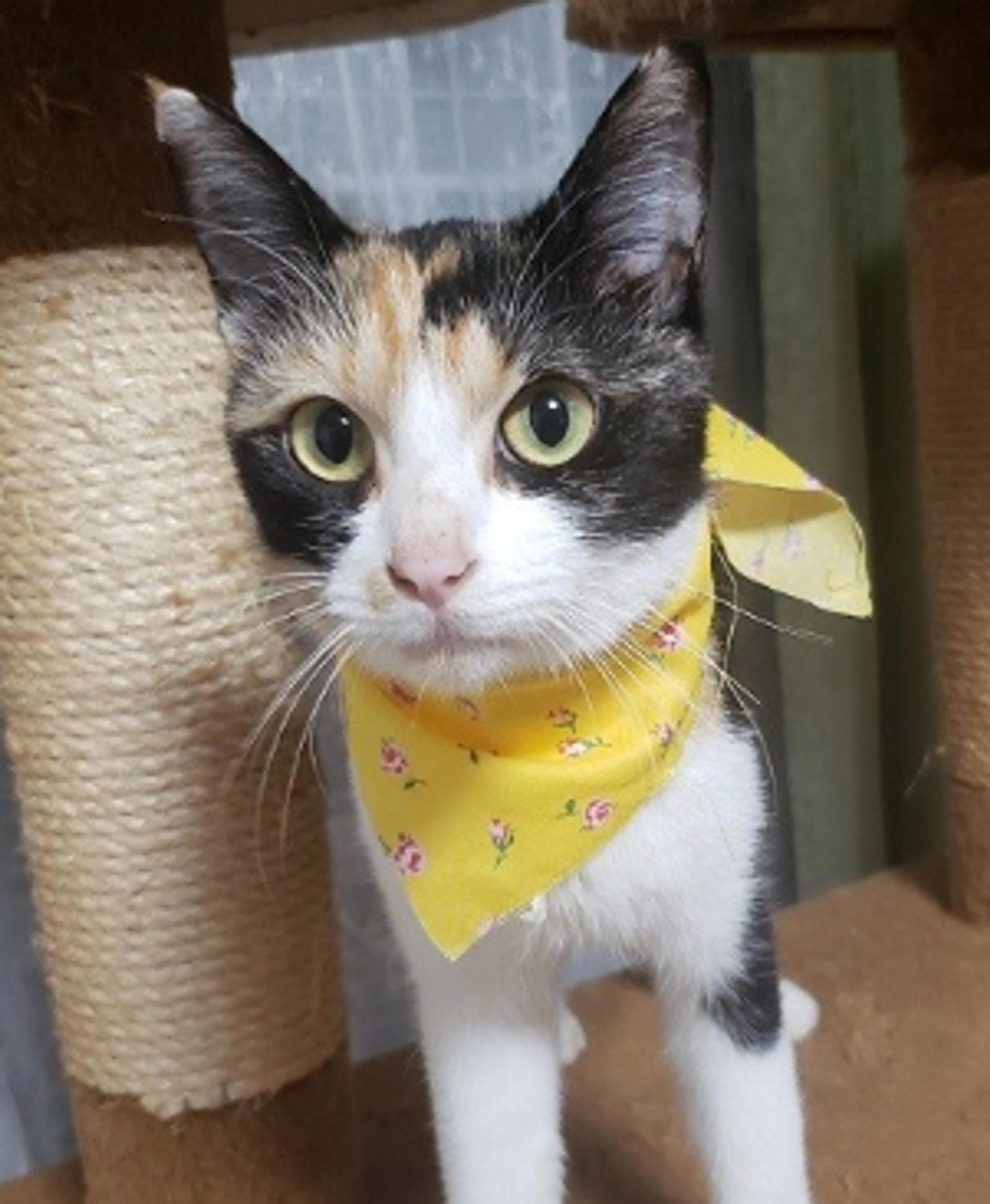 pet-image-4