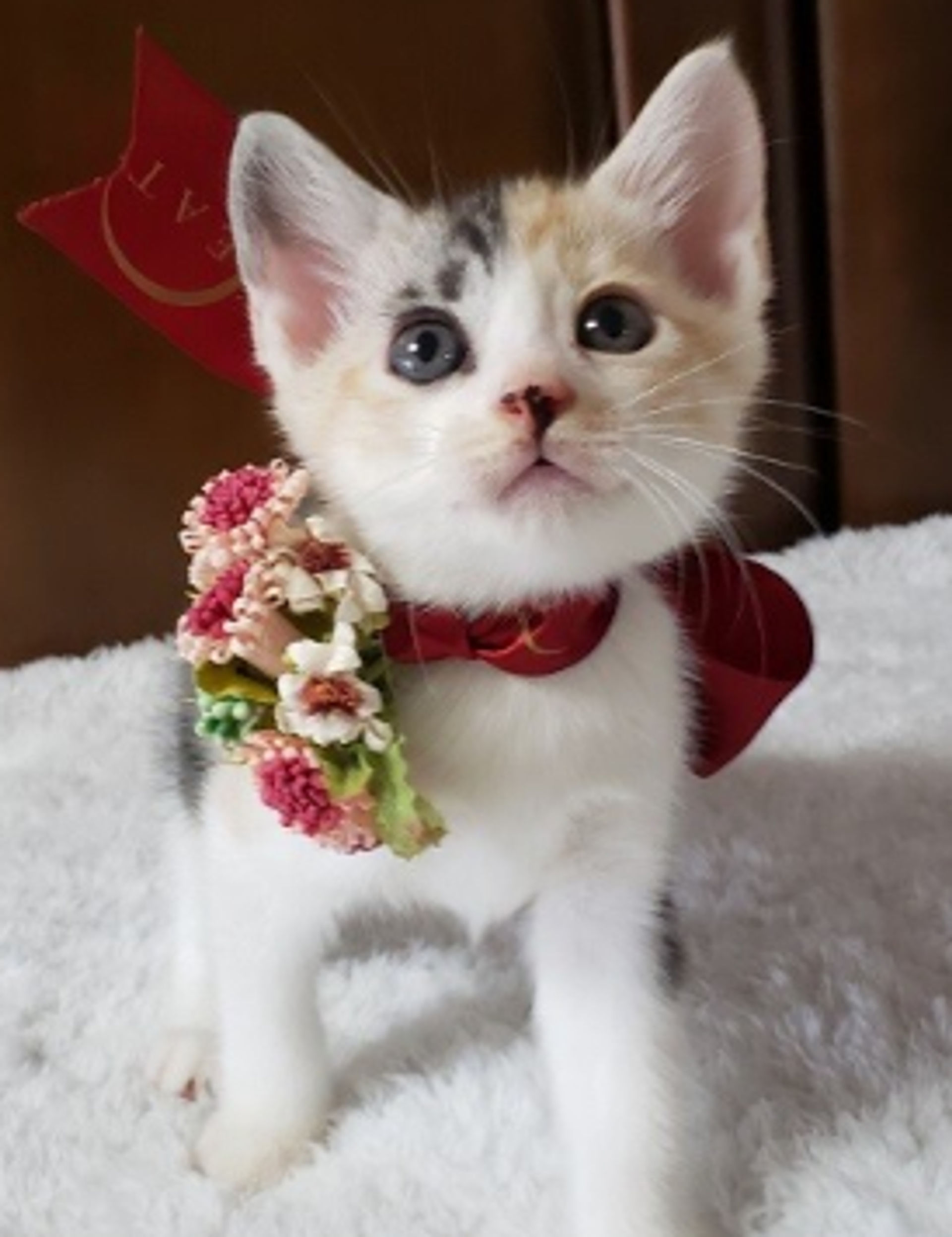 雑種（ミックス猫）・メスの里親募集の写真