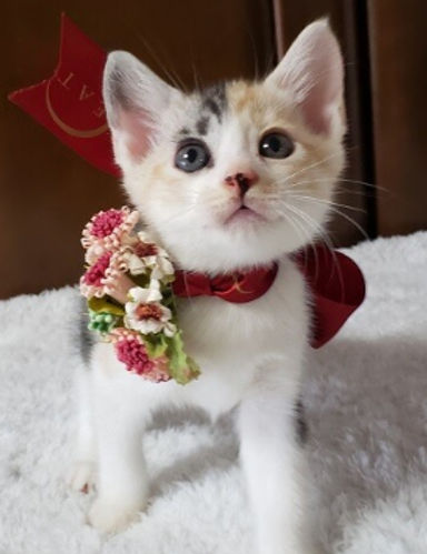 メープルちゃんの写真