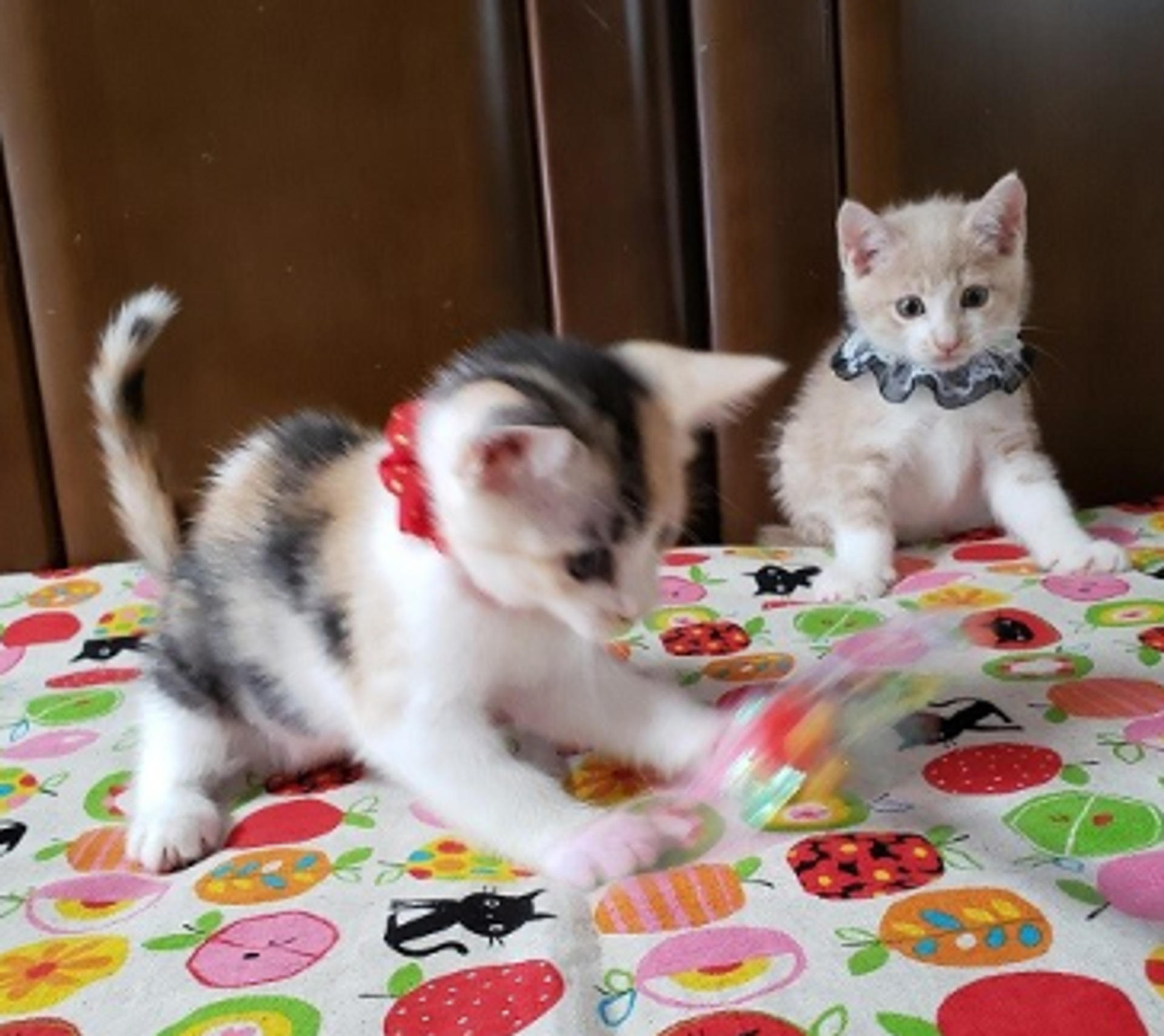 pet-image-3