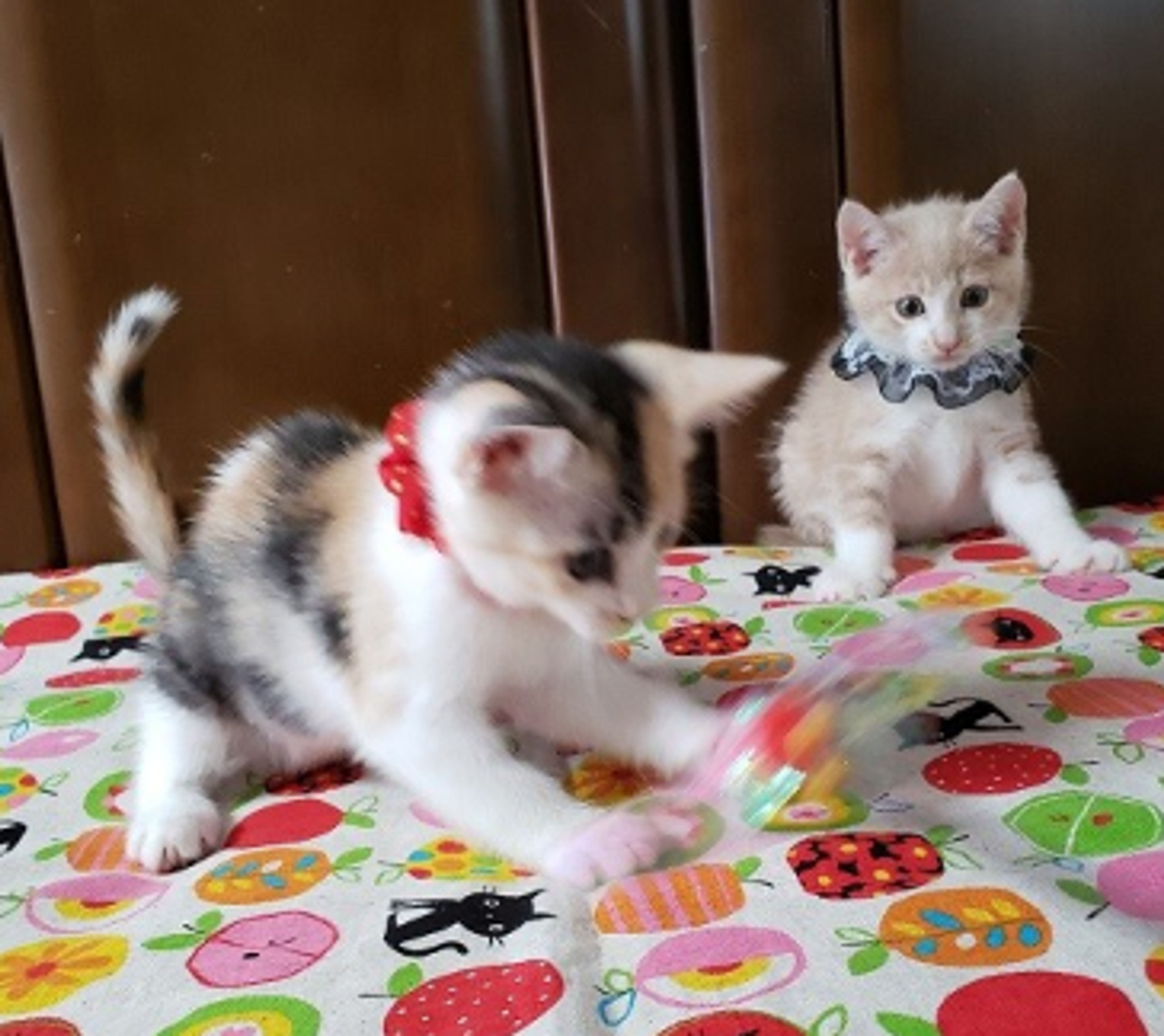 pet-image-3