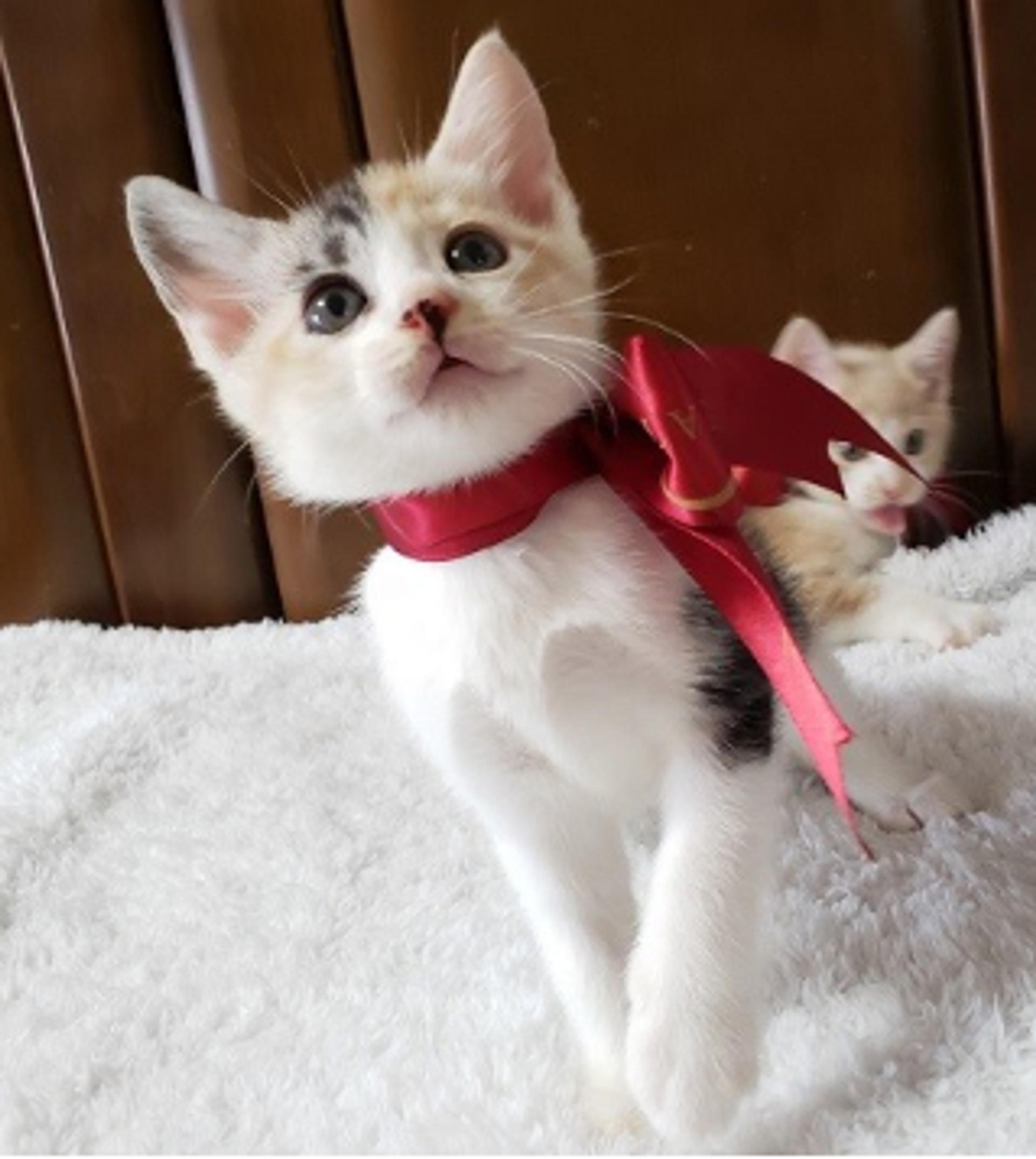 pet-image-4