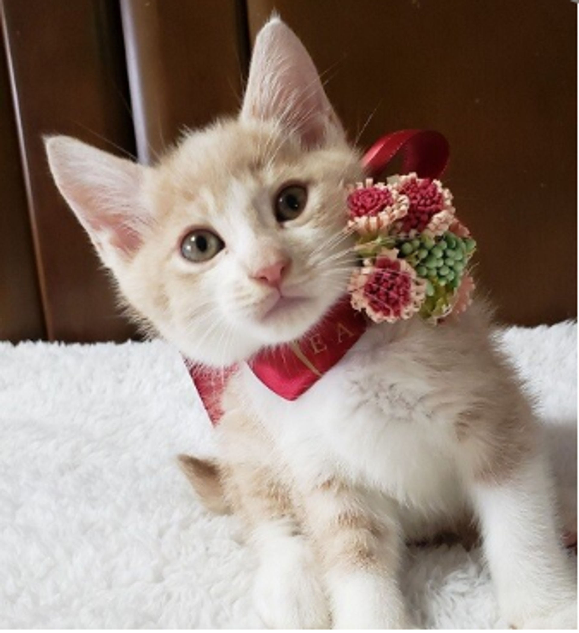 雑種（ミックス猫）・オスの里親募集の写真