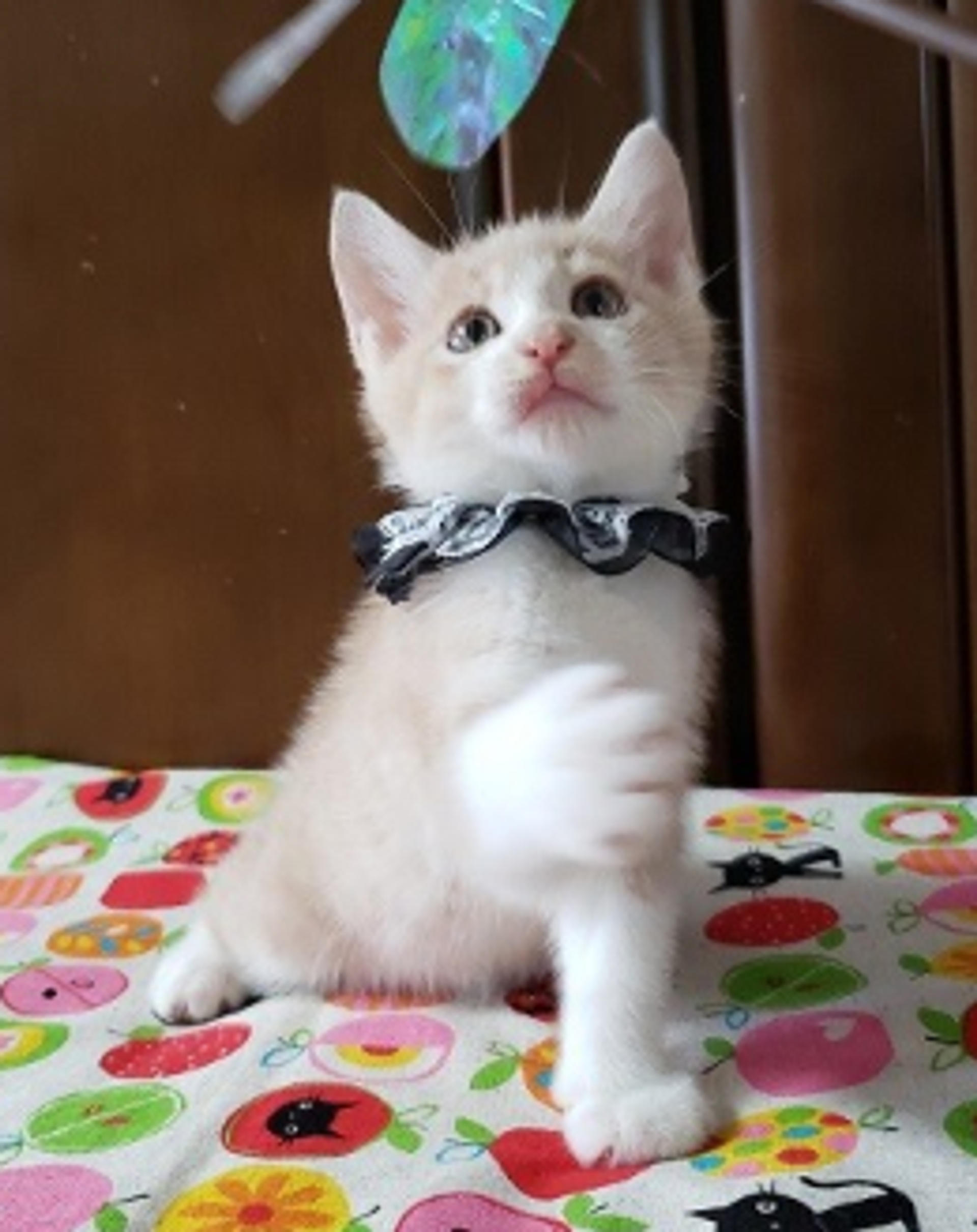 pet-image-3
