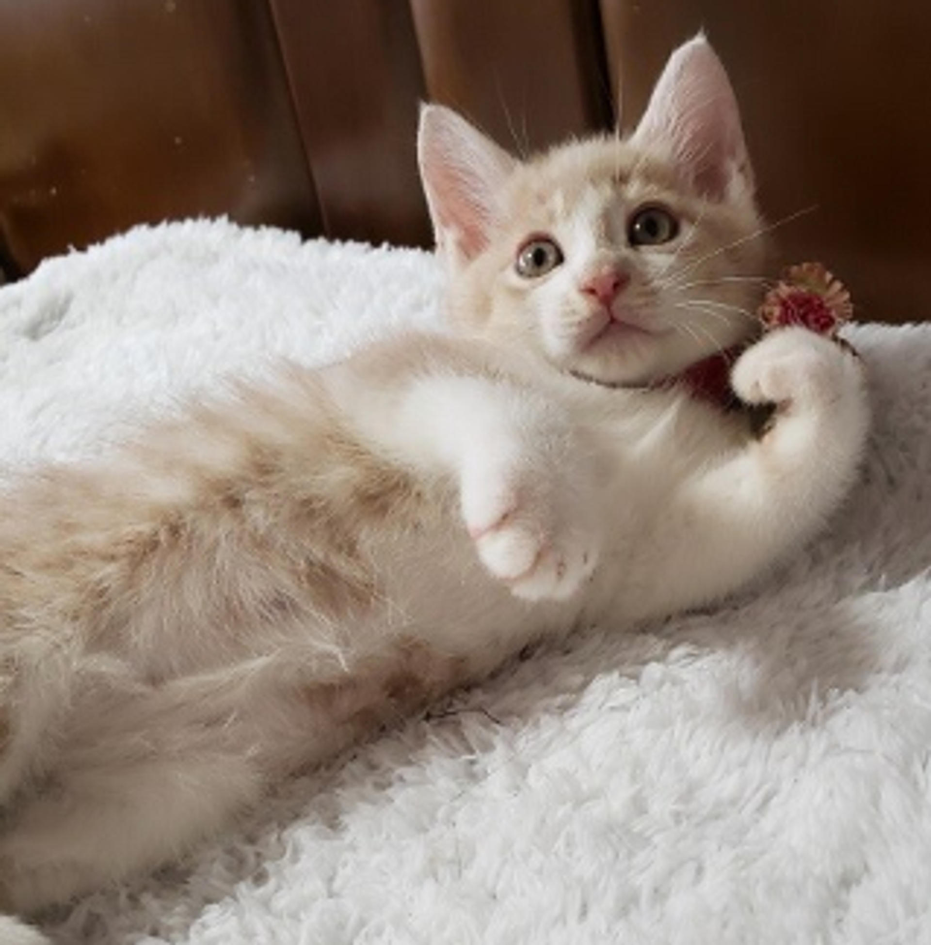 pet-image-4
