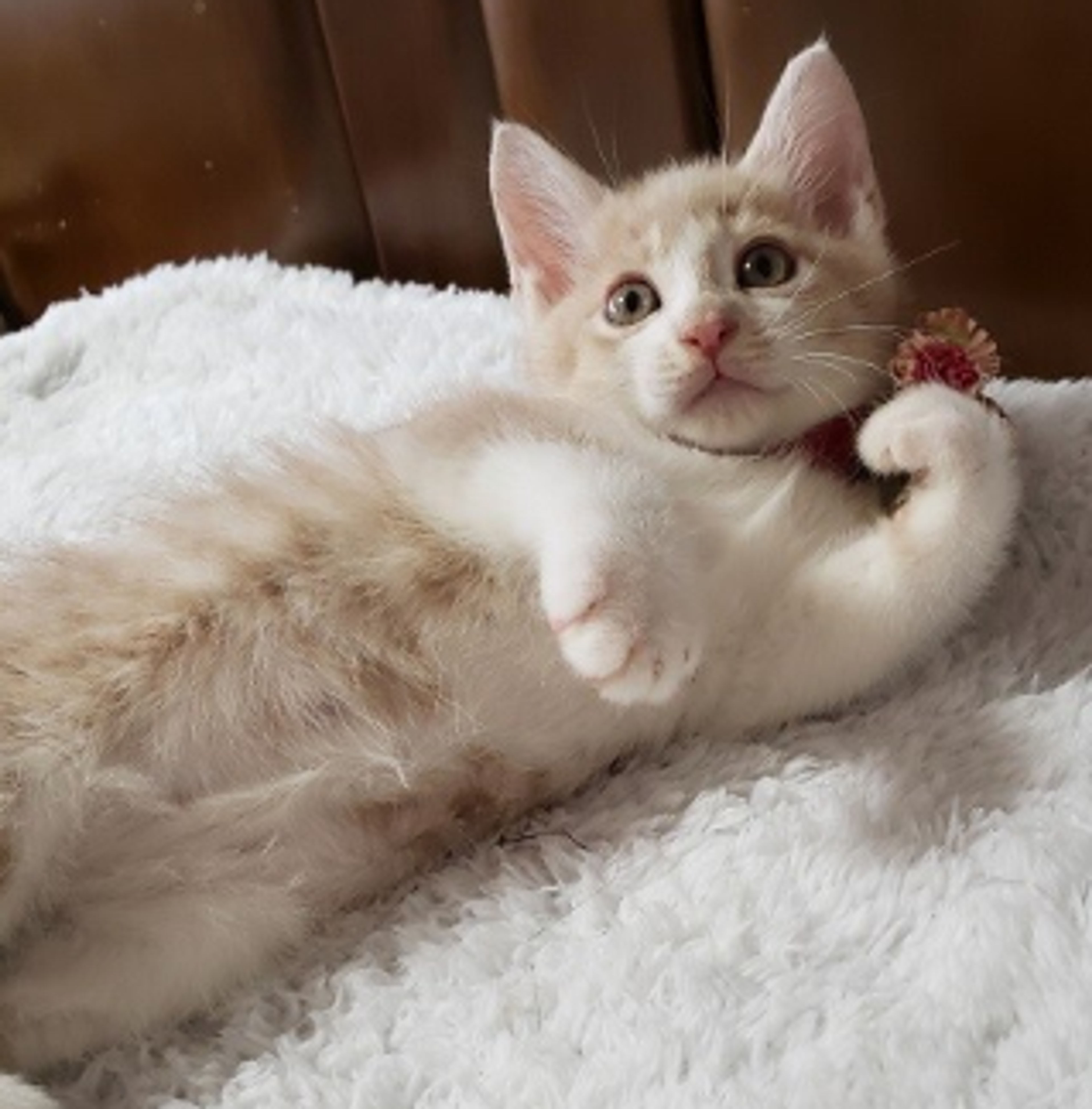 pet-image-4