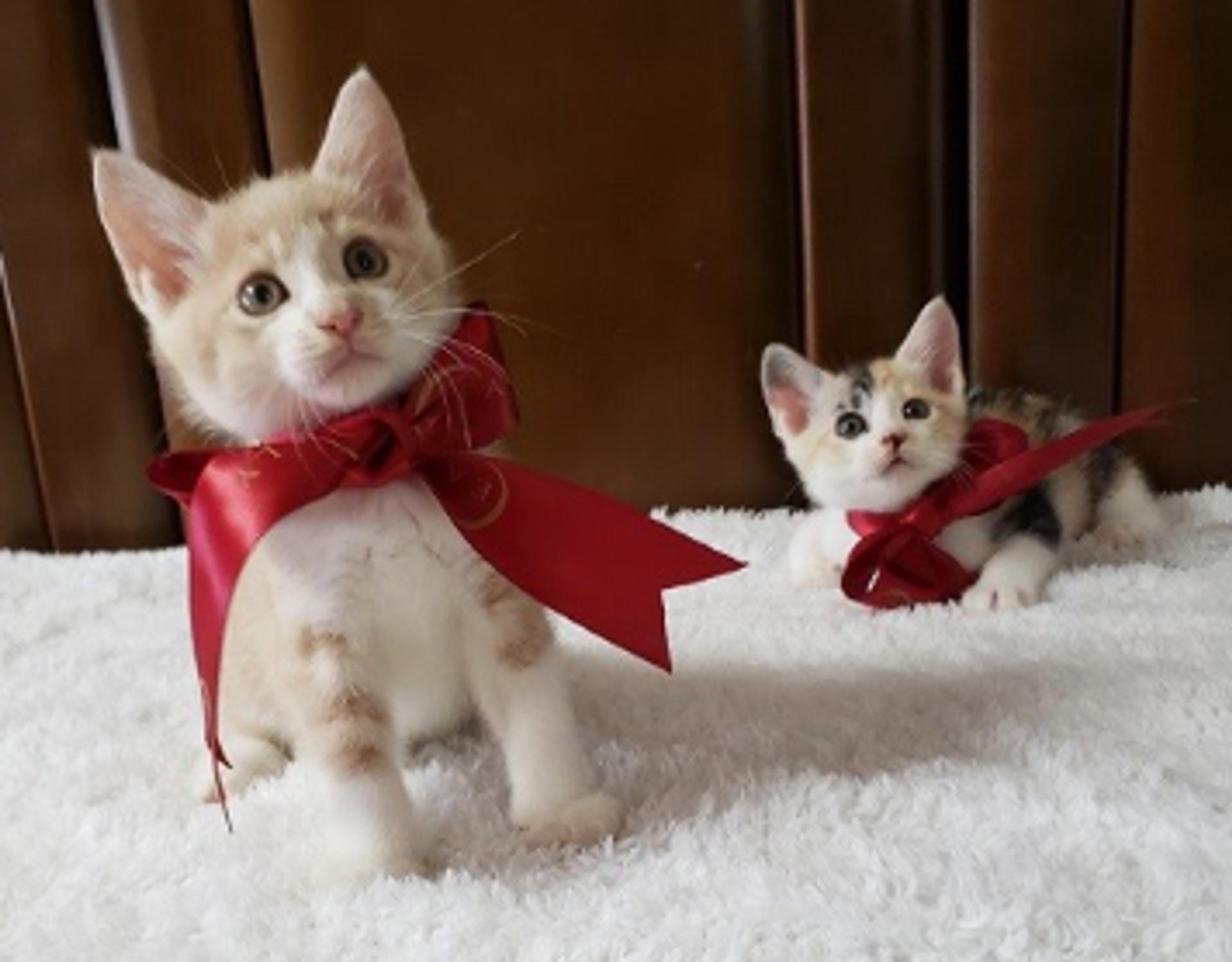 pet-image-6