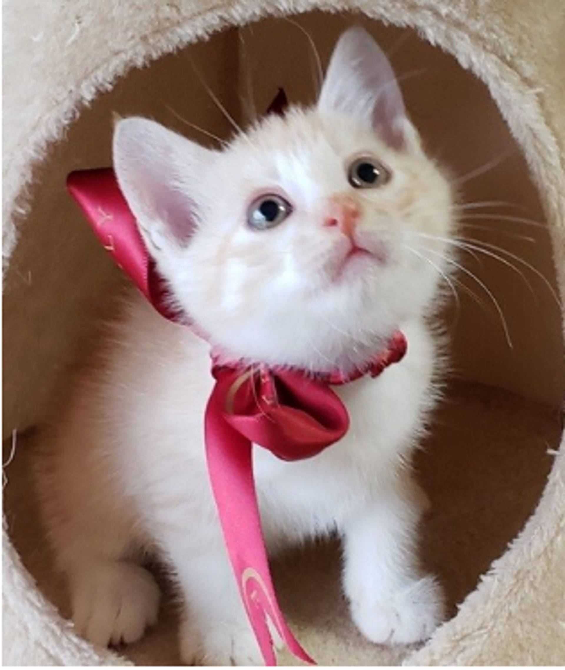 雑種（ミックス猫）・オスの里親募集の写真