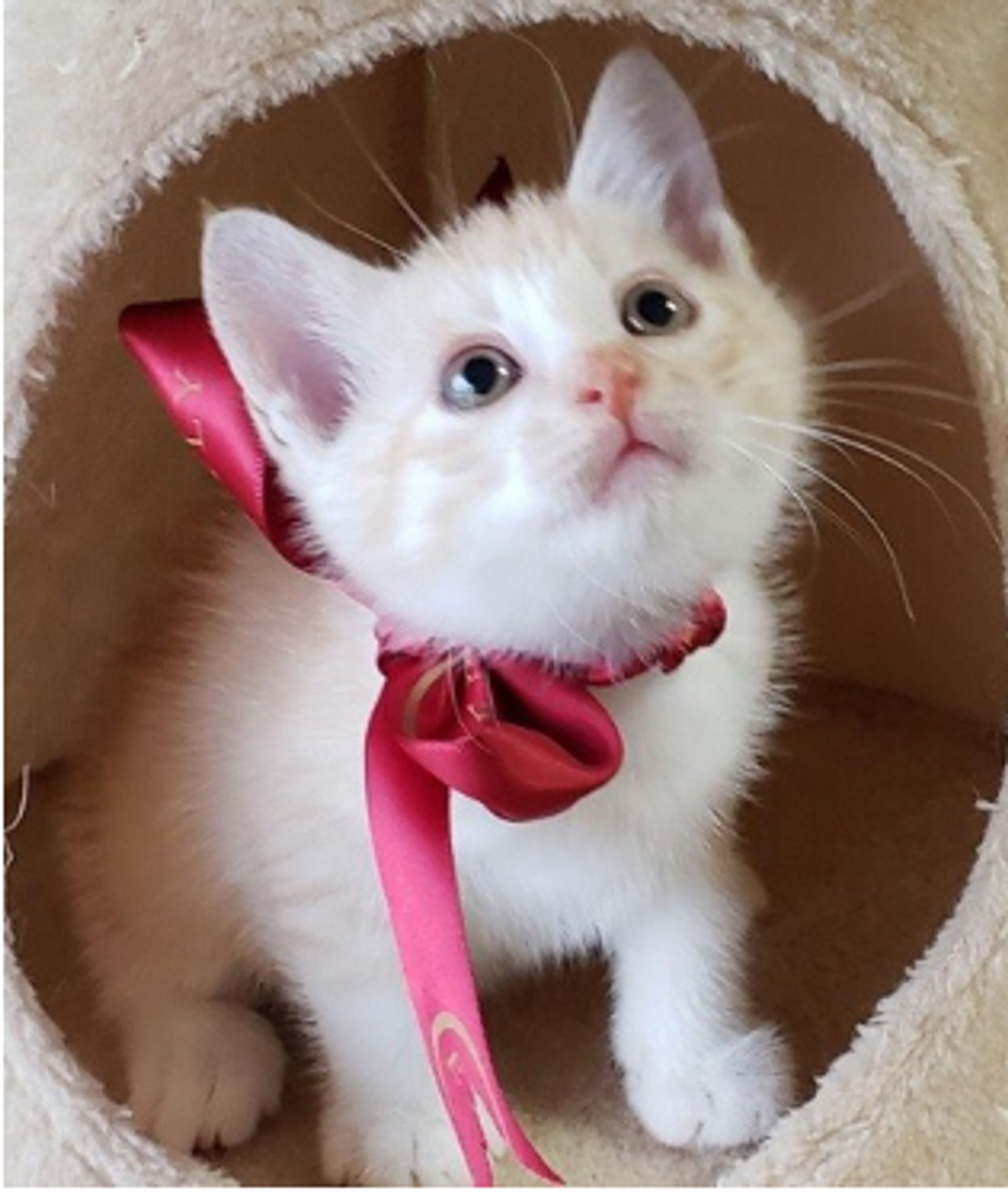 雑種（ミックス猫）・オスの里親募集の写真