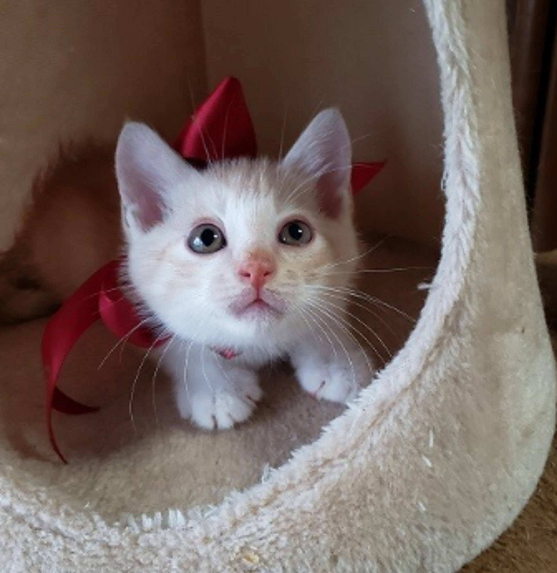 pet-image-5