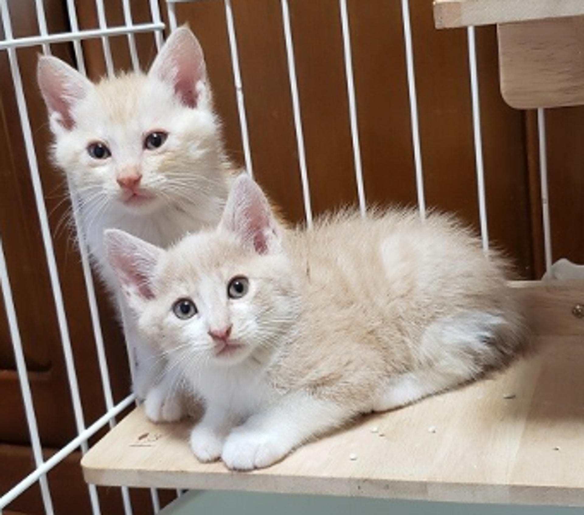 pet-image-6