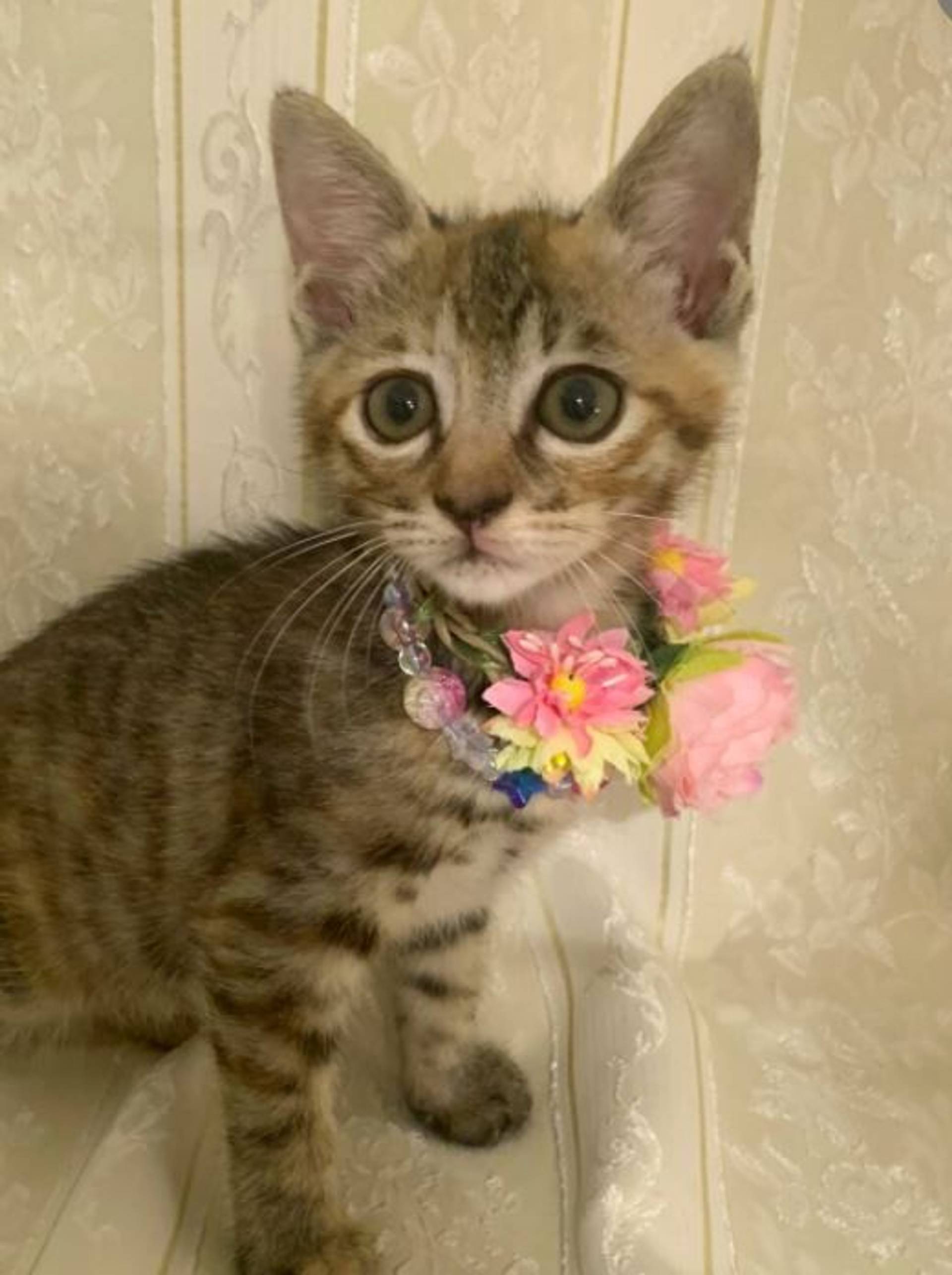 雑種（ミックス猫）・メスの里親募集の写真
