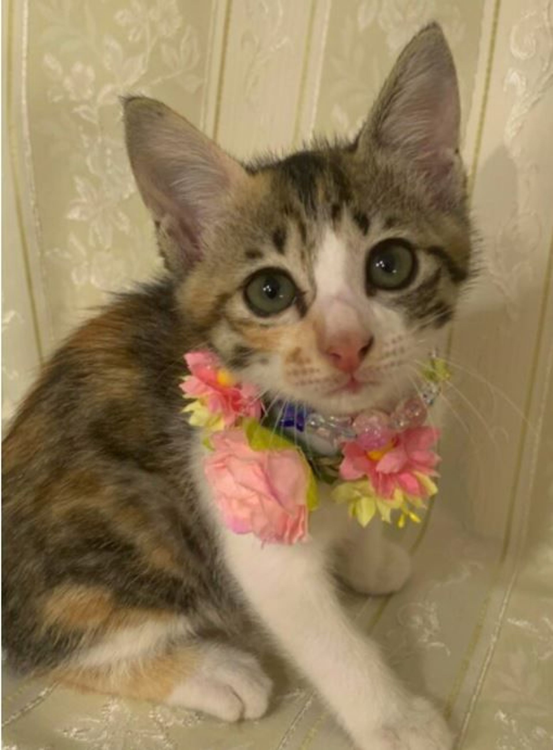 雑種（ミックス猫）・メスの里親募集の写真