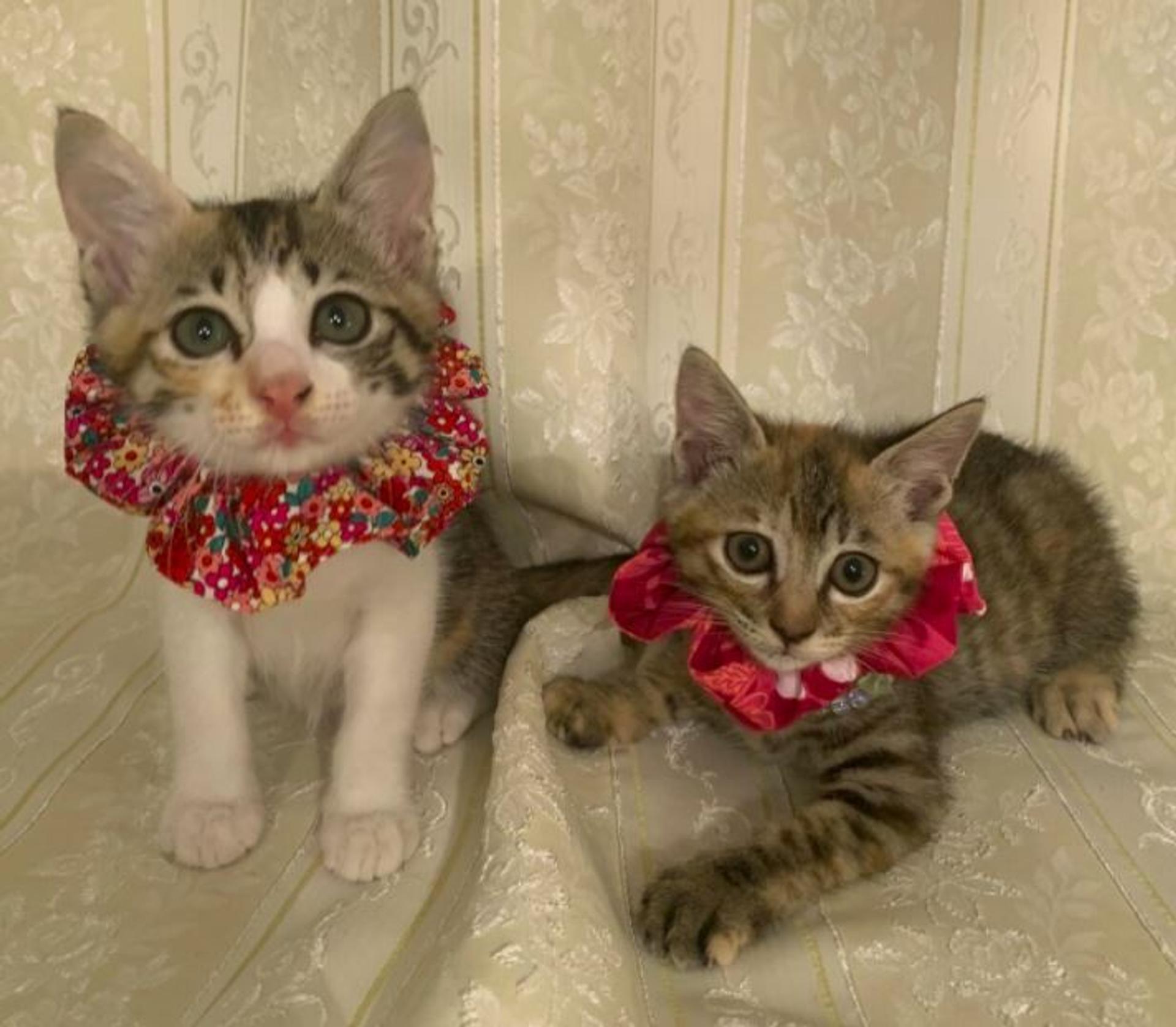 pet-image-4