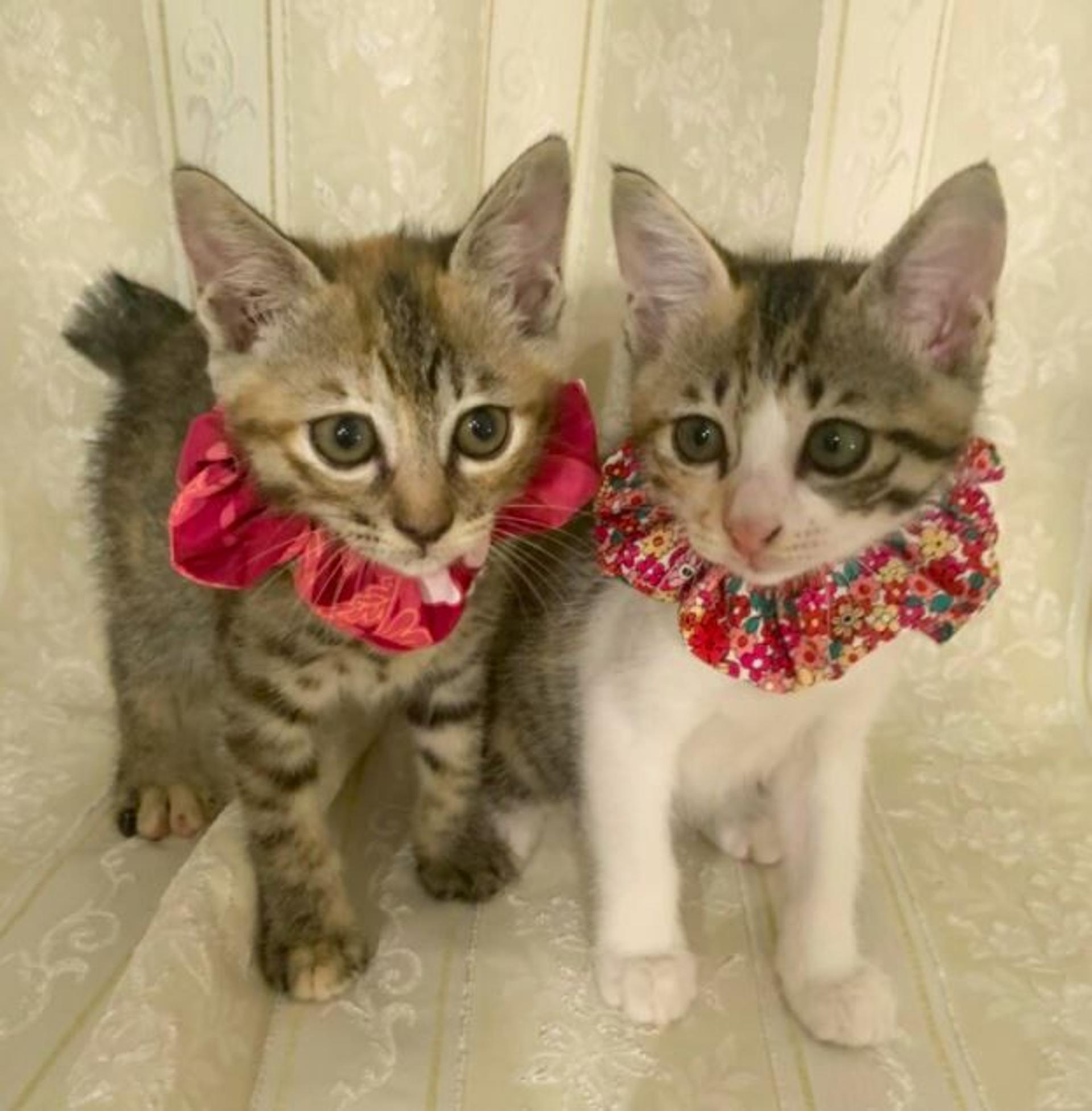 pet-image-5