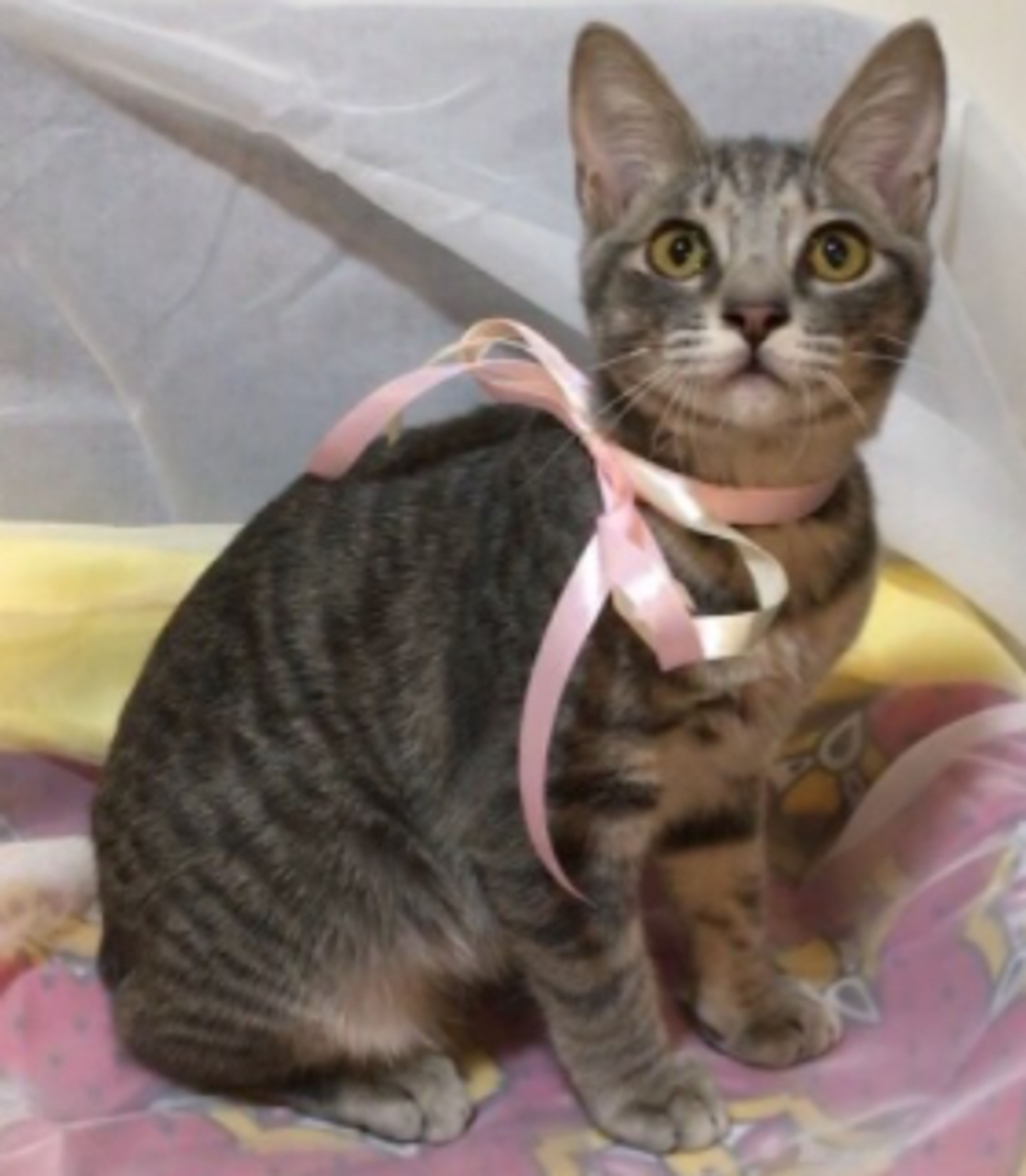 pet-image-4