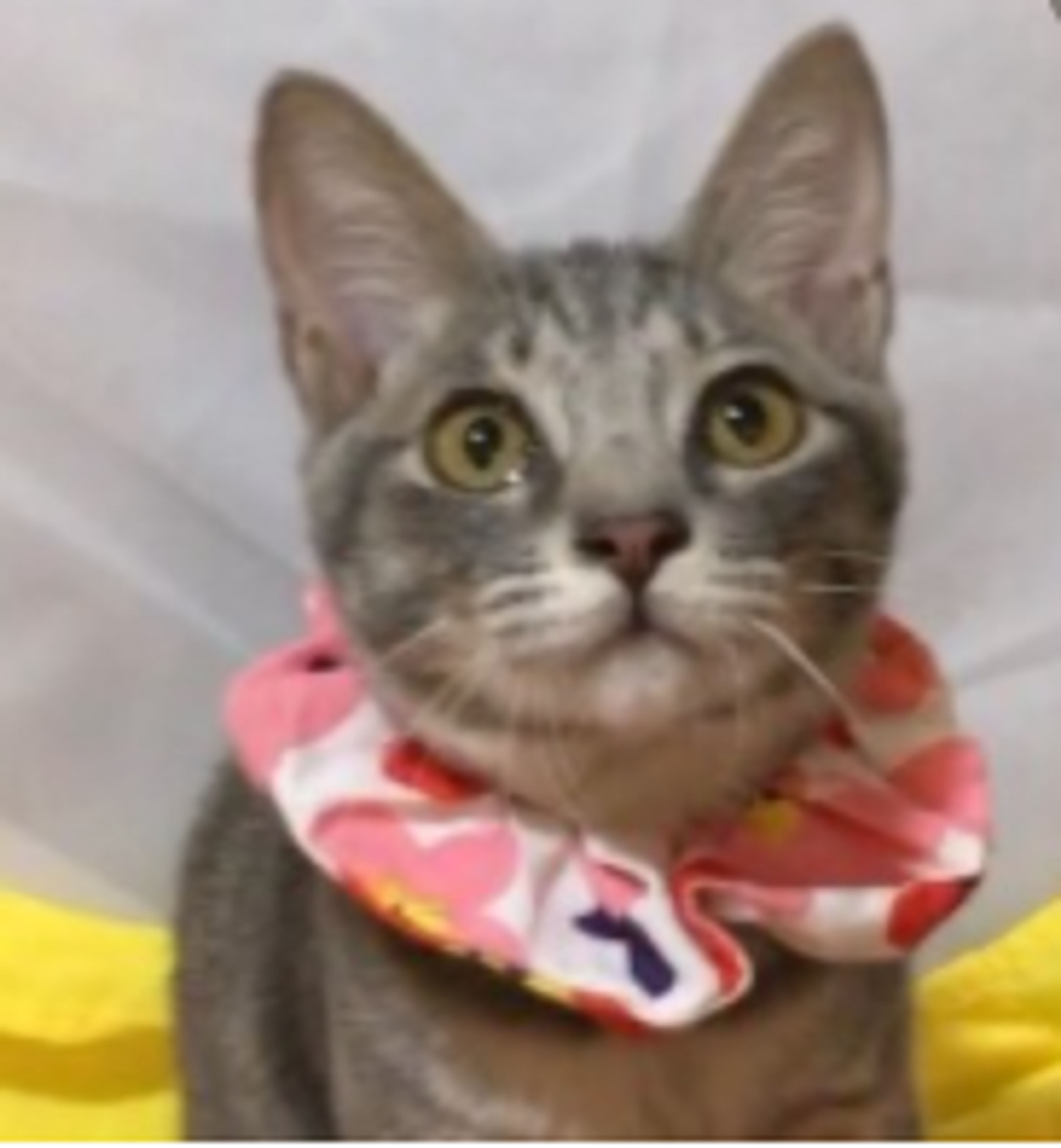 pet-image-5