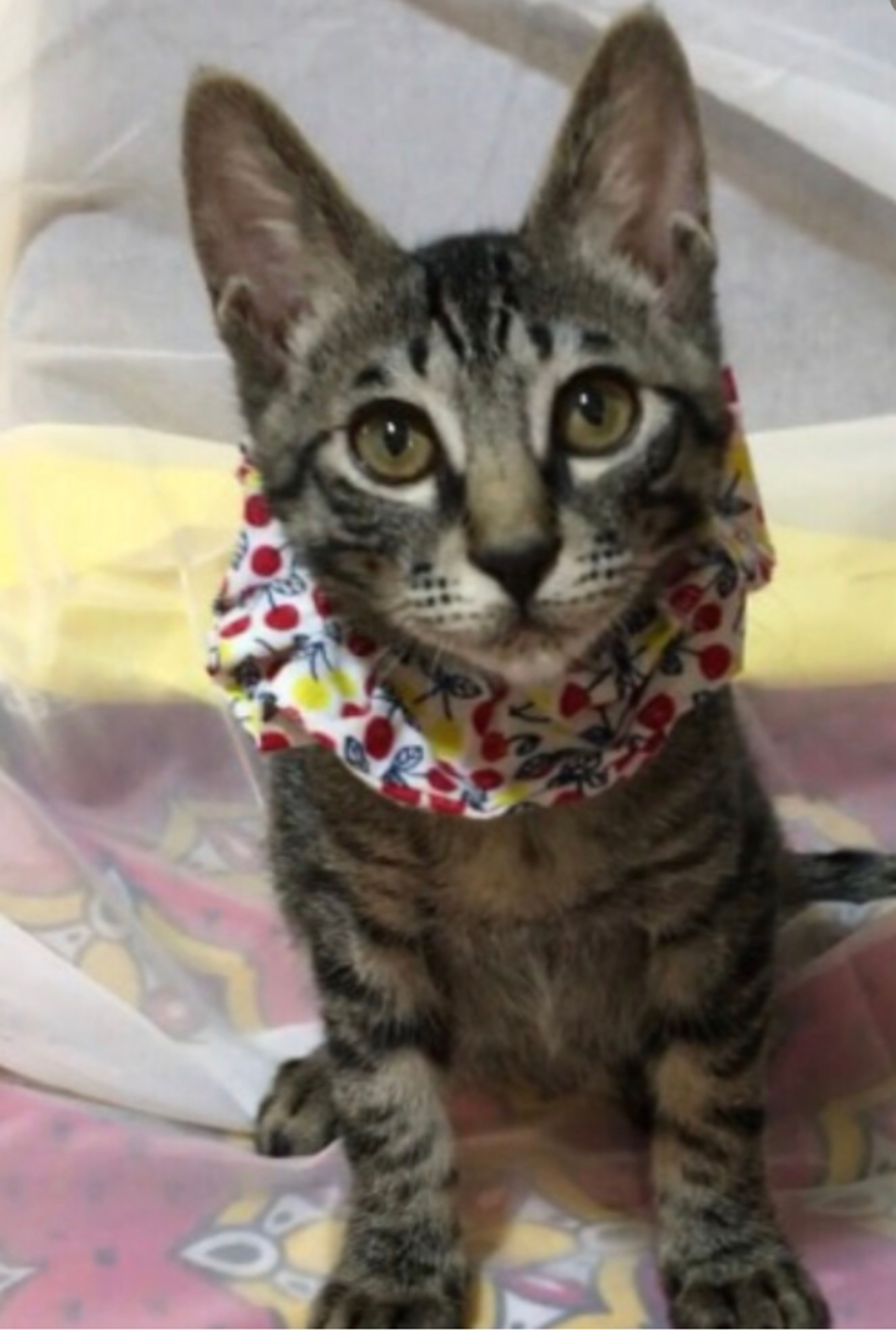 pet-image-2