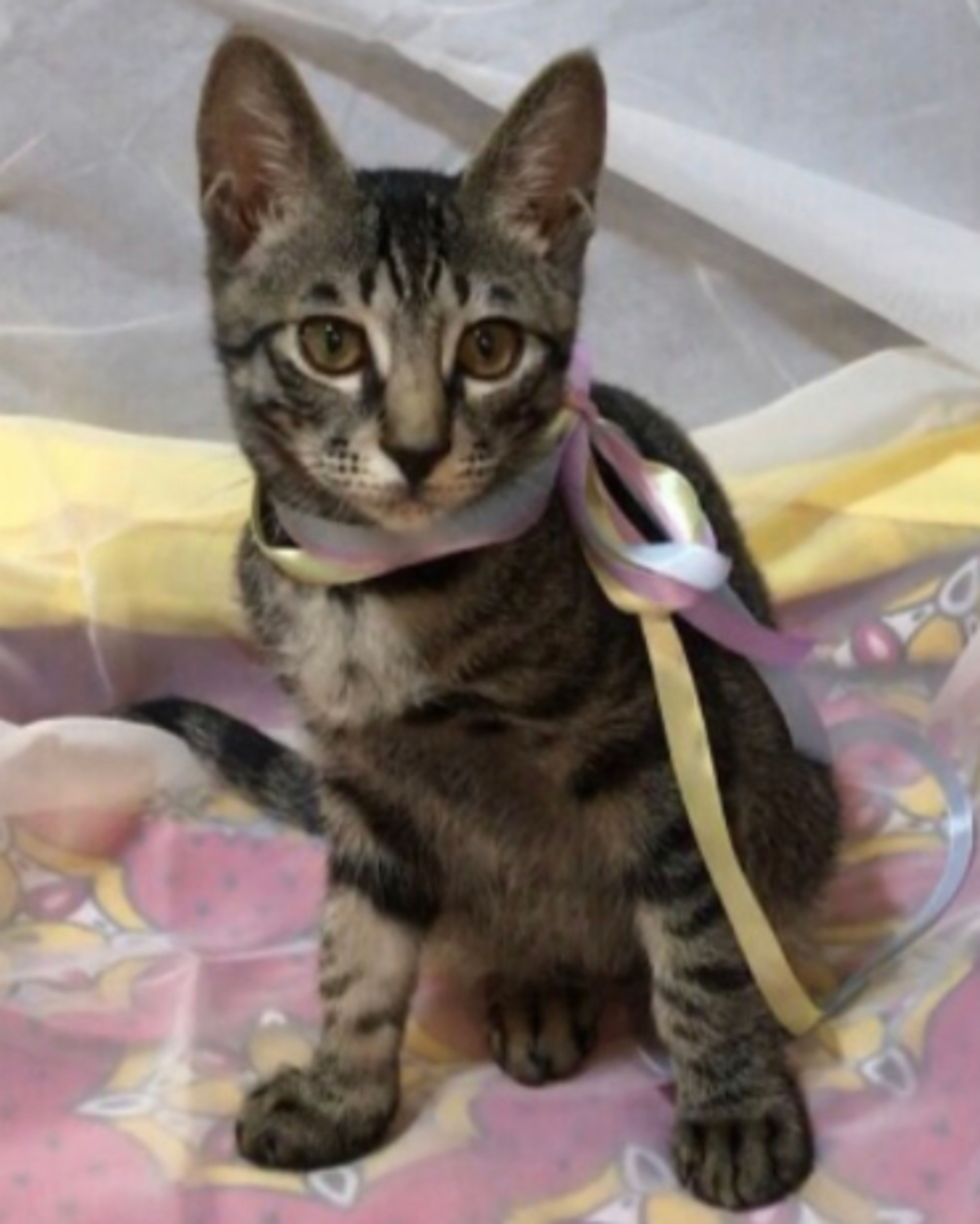 pet-image-3