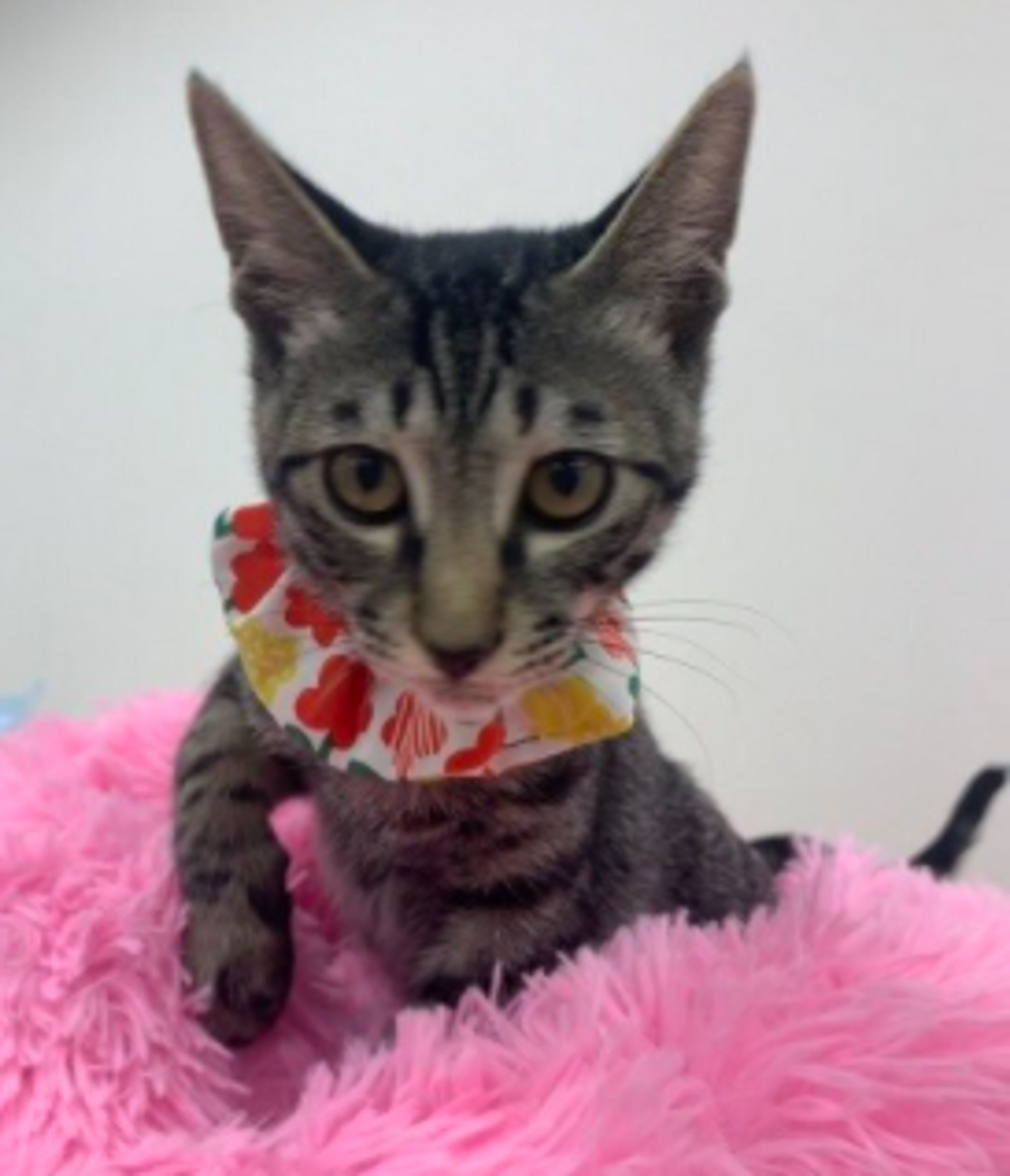 pet-image-4