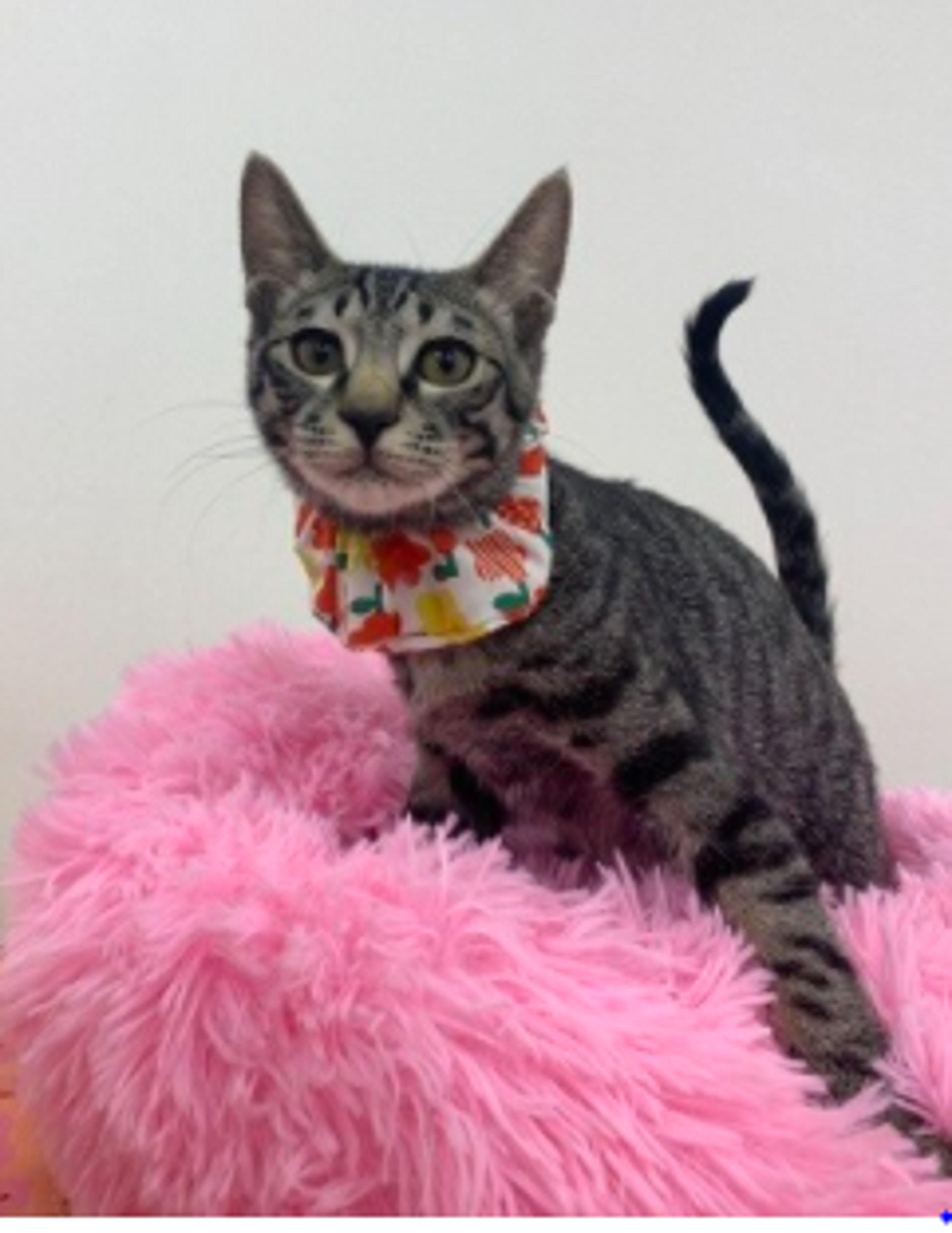 pet-image-6