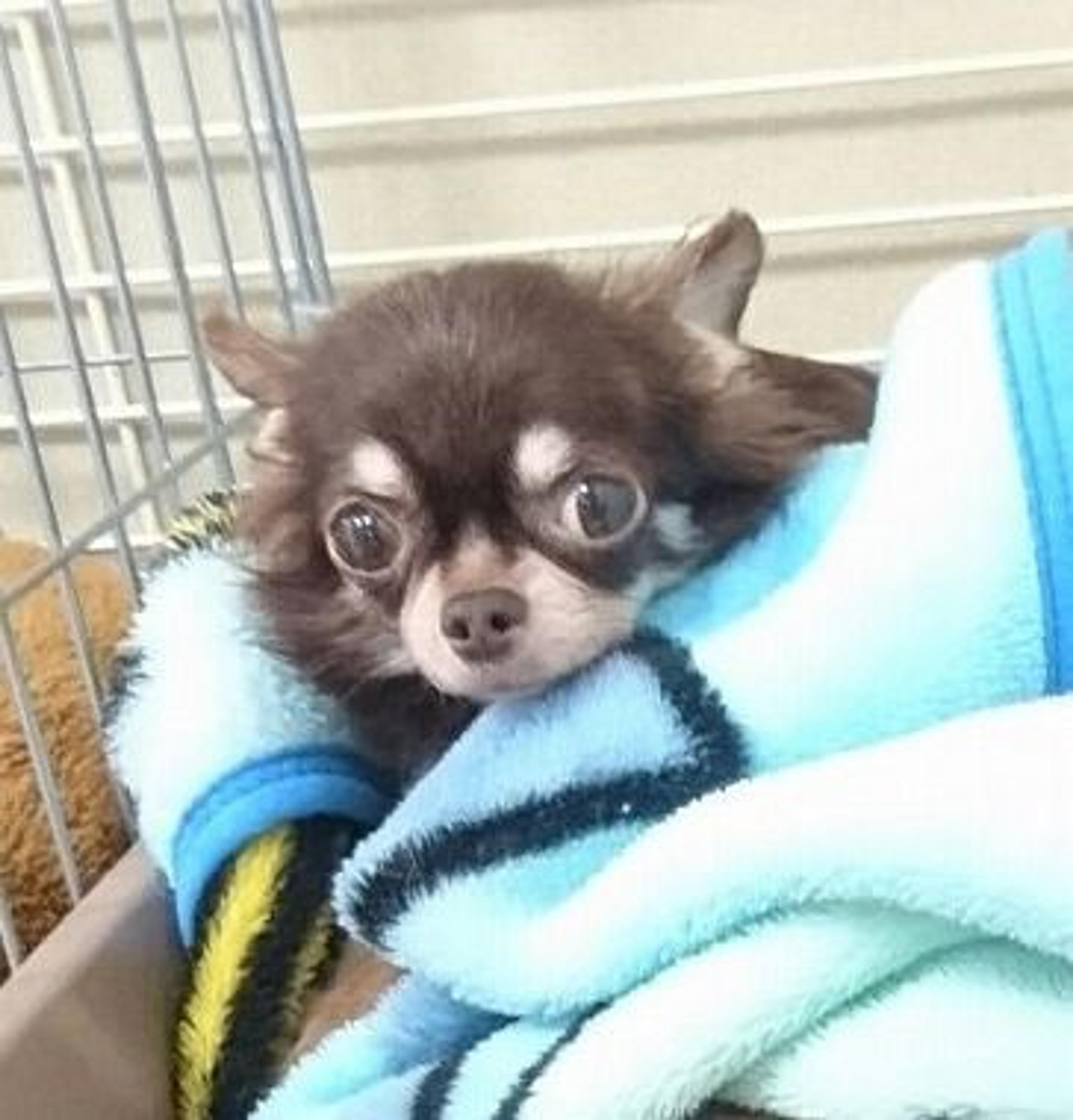 pet-image-2