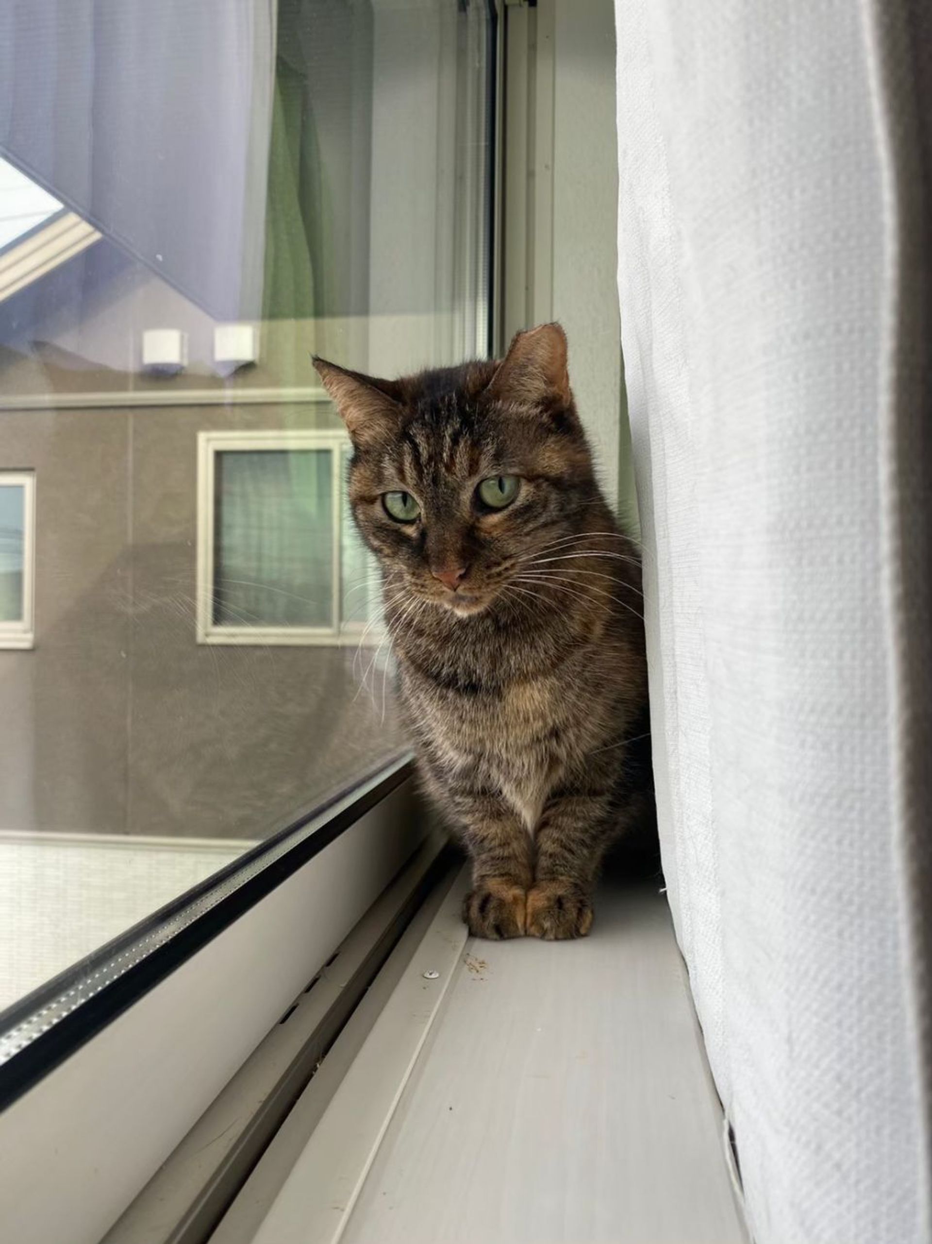 雑種（ミックス猫）・メスの里親募集の写真