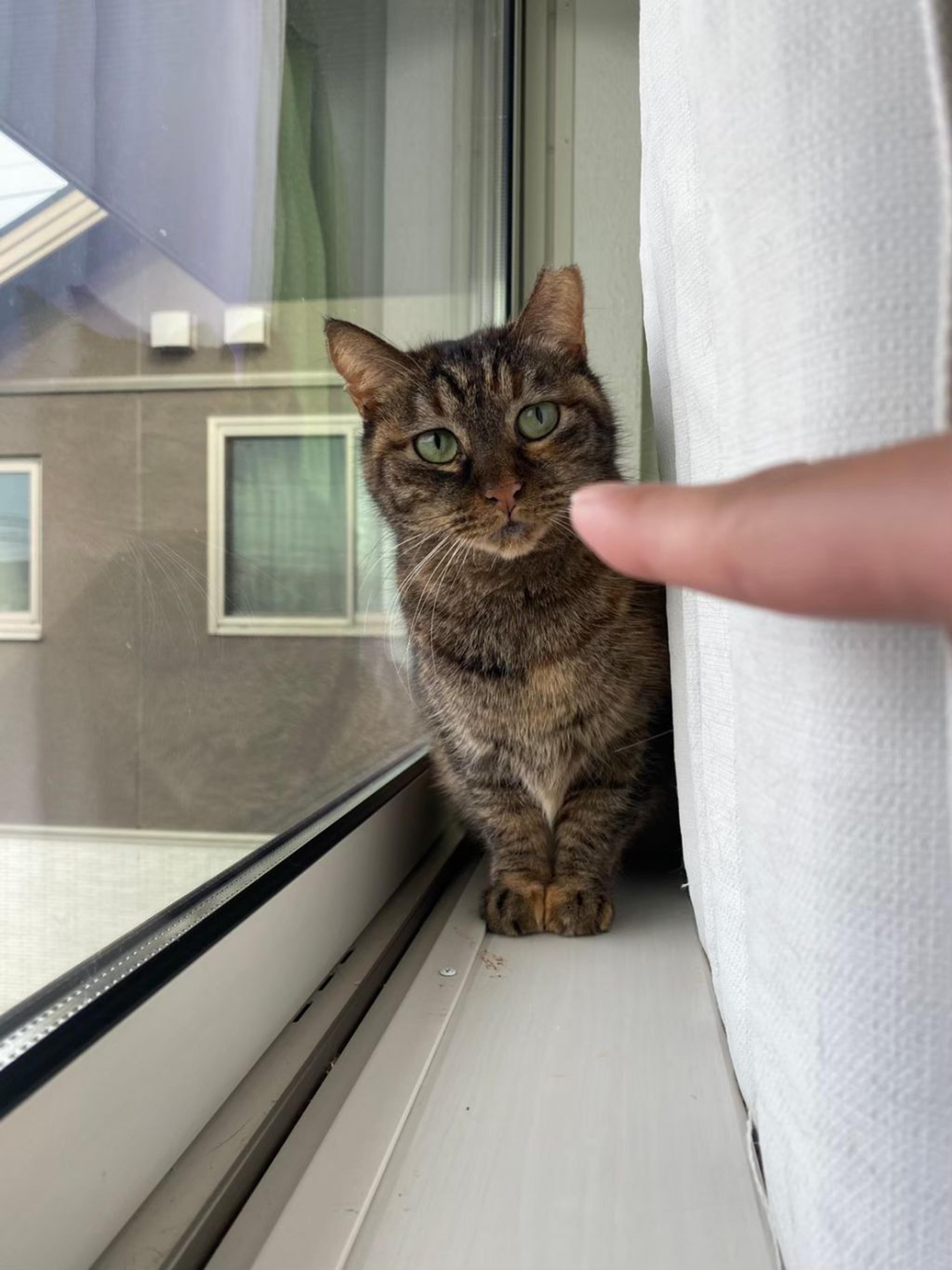 pet-image-2