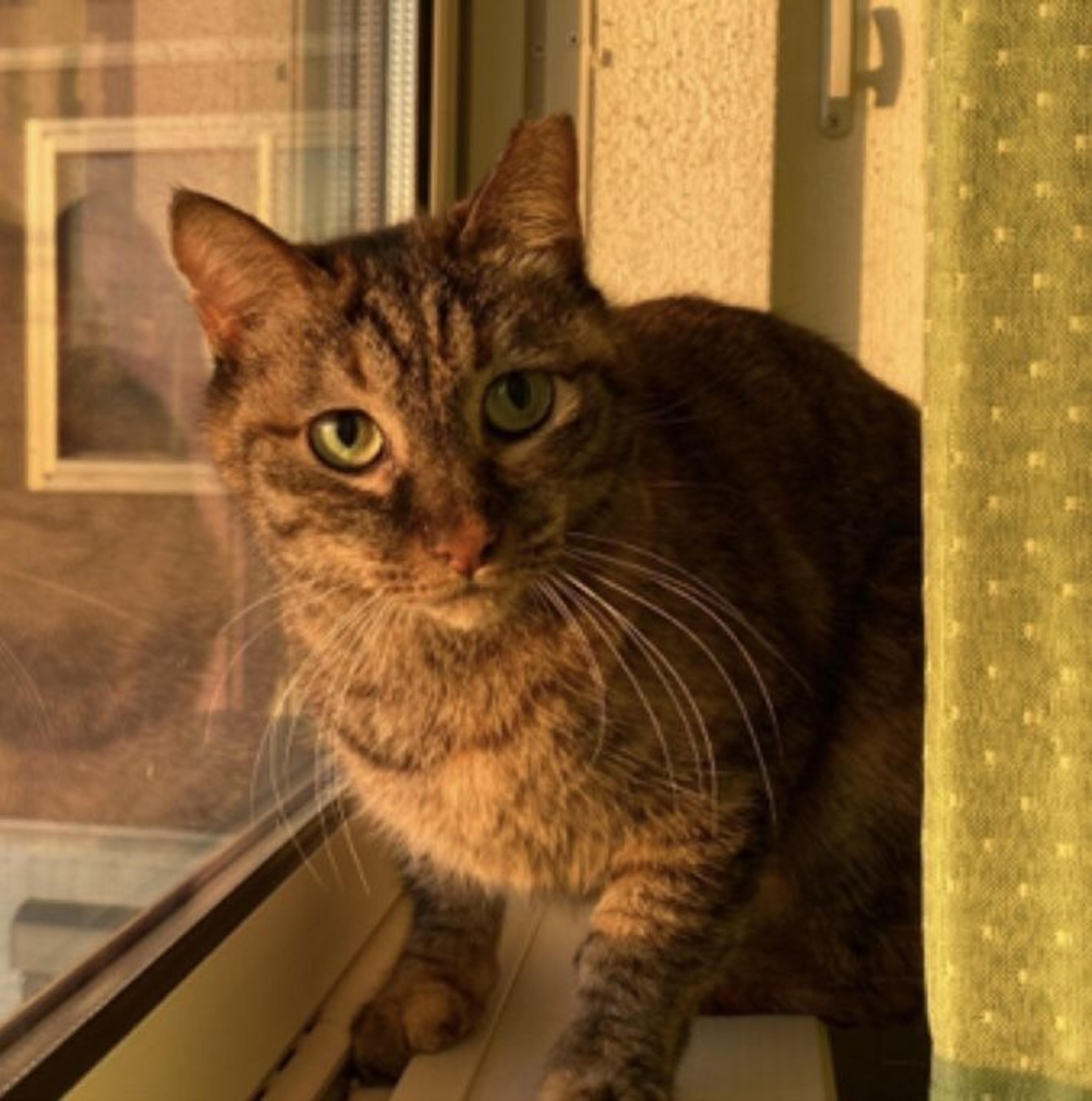 pet-image-4
