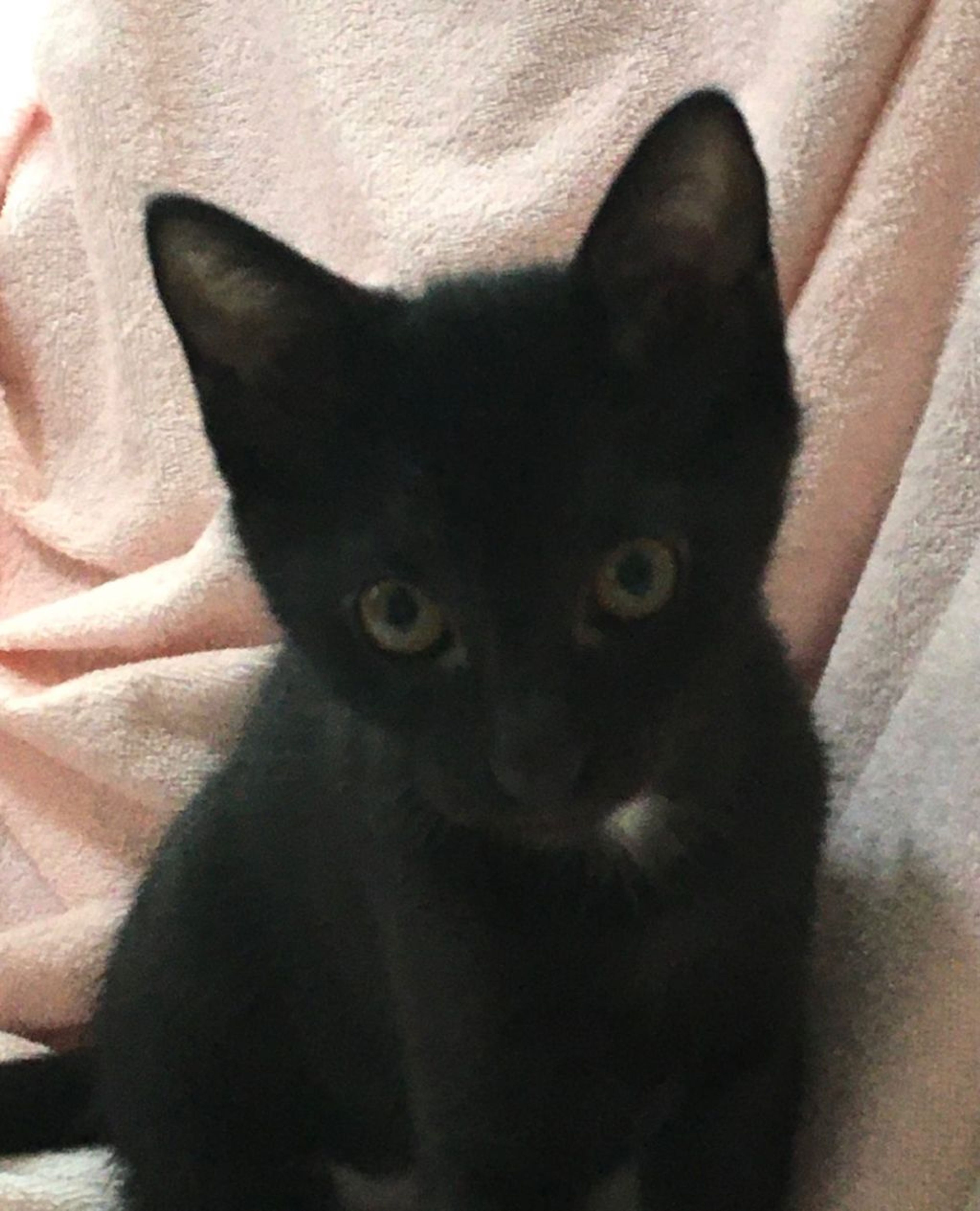 pet-image-2
