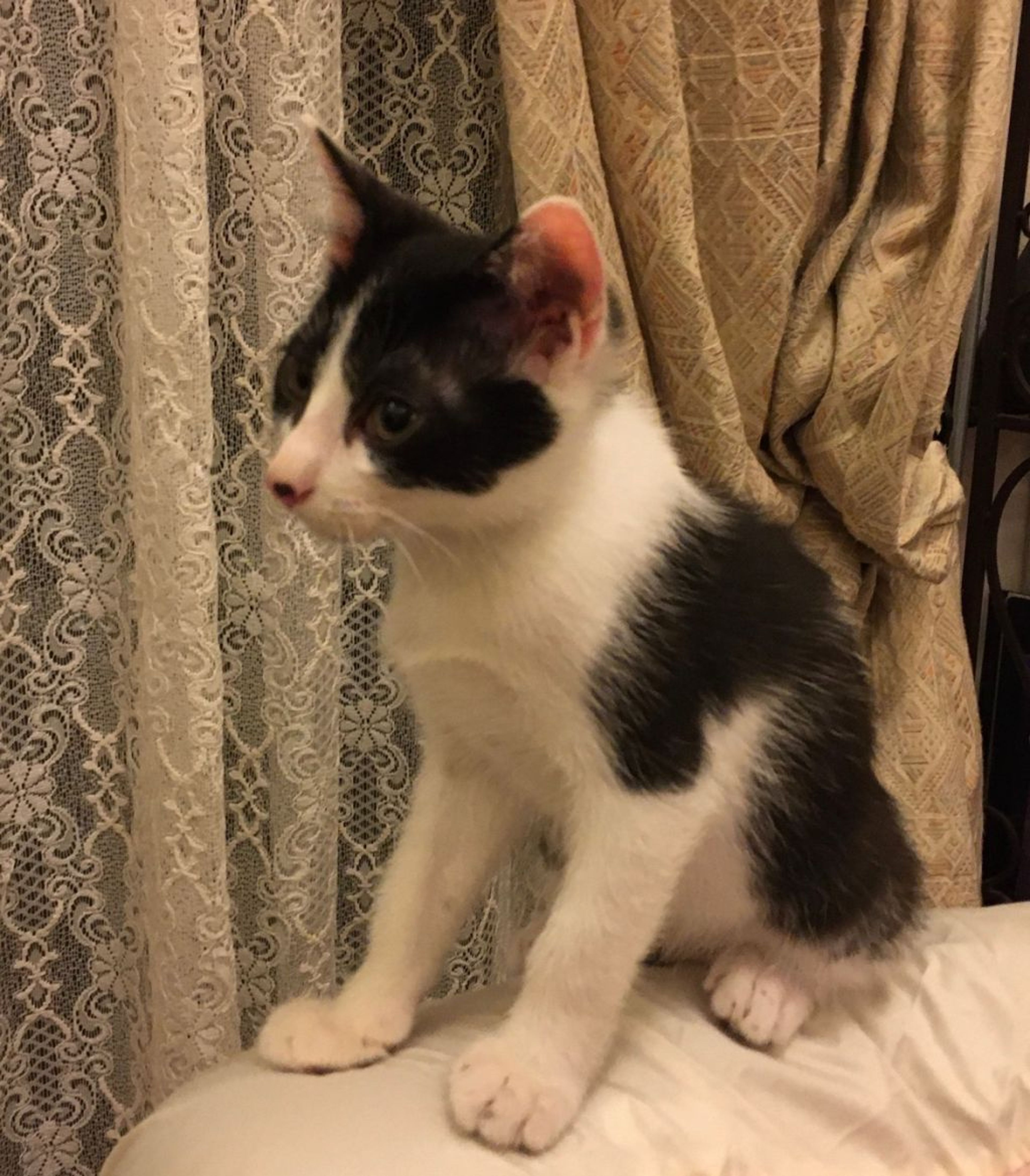 pet-image-3
