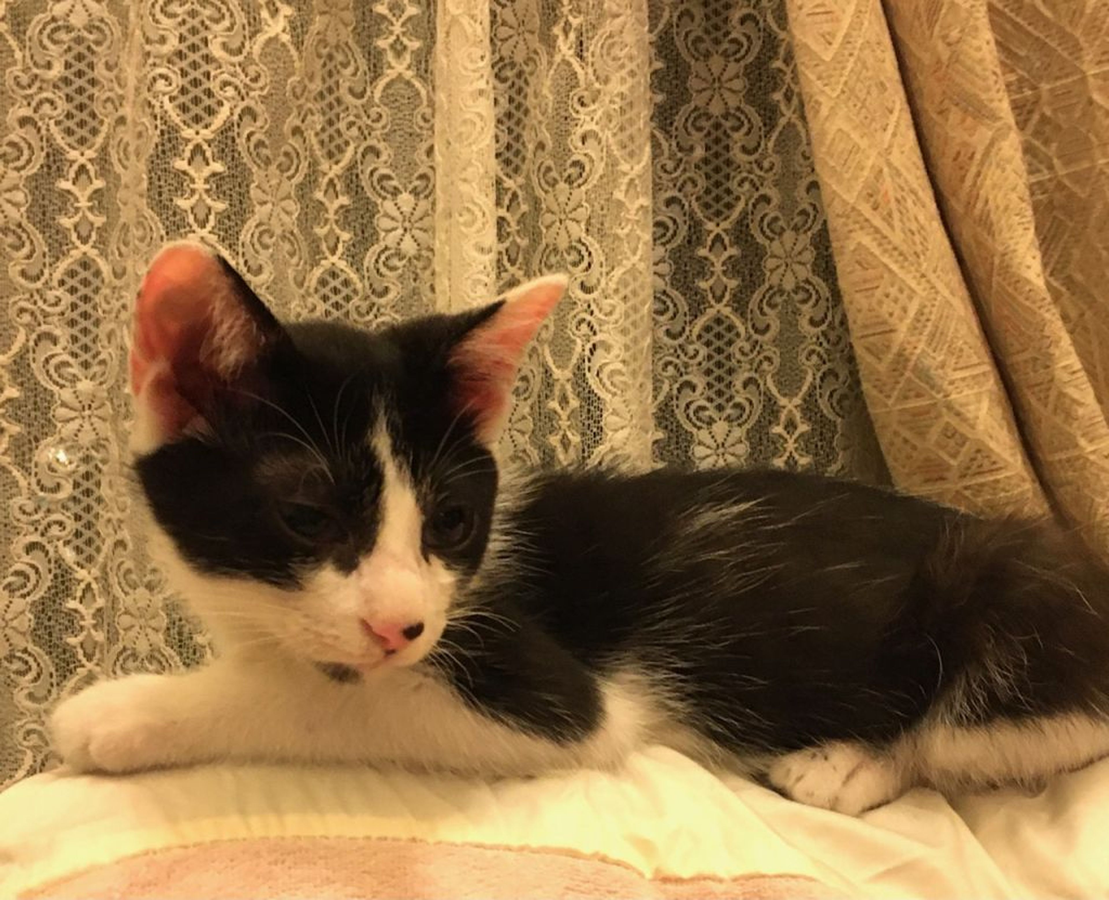 pet-image-4
