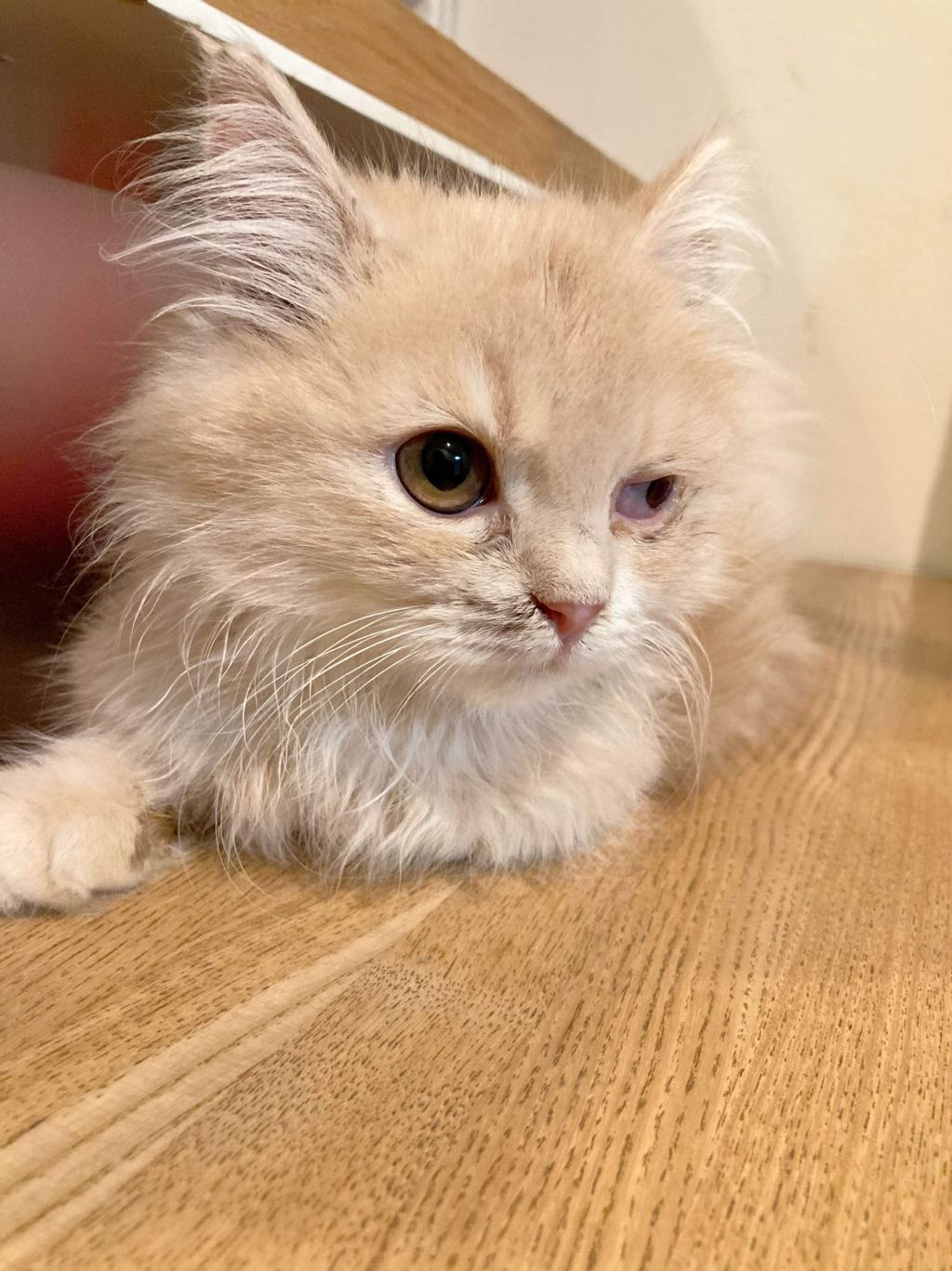 ノルウェージャンフォレストキャット・オスの里親募集の写真