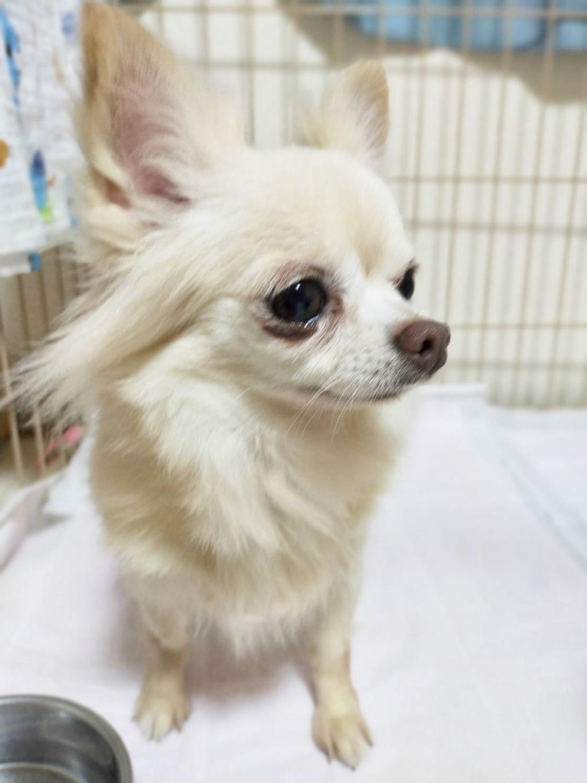 pet-image-4