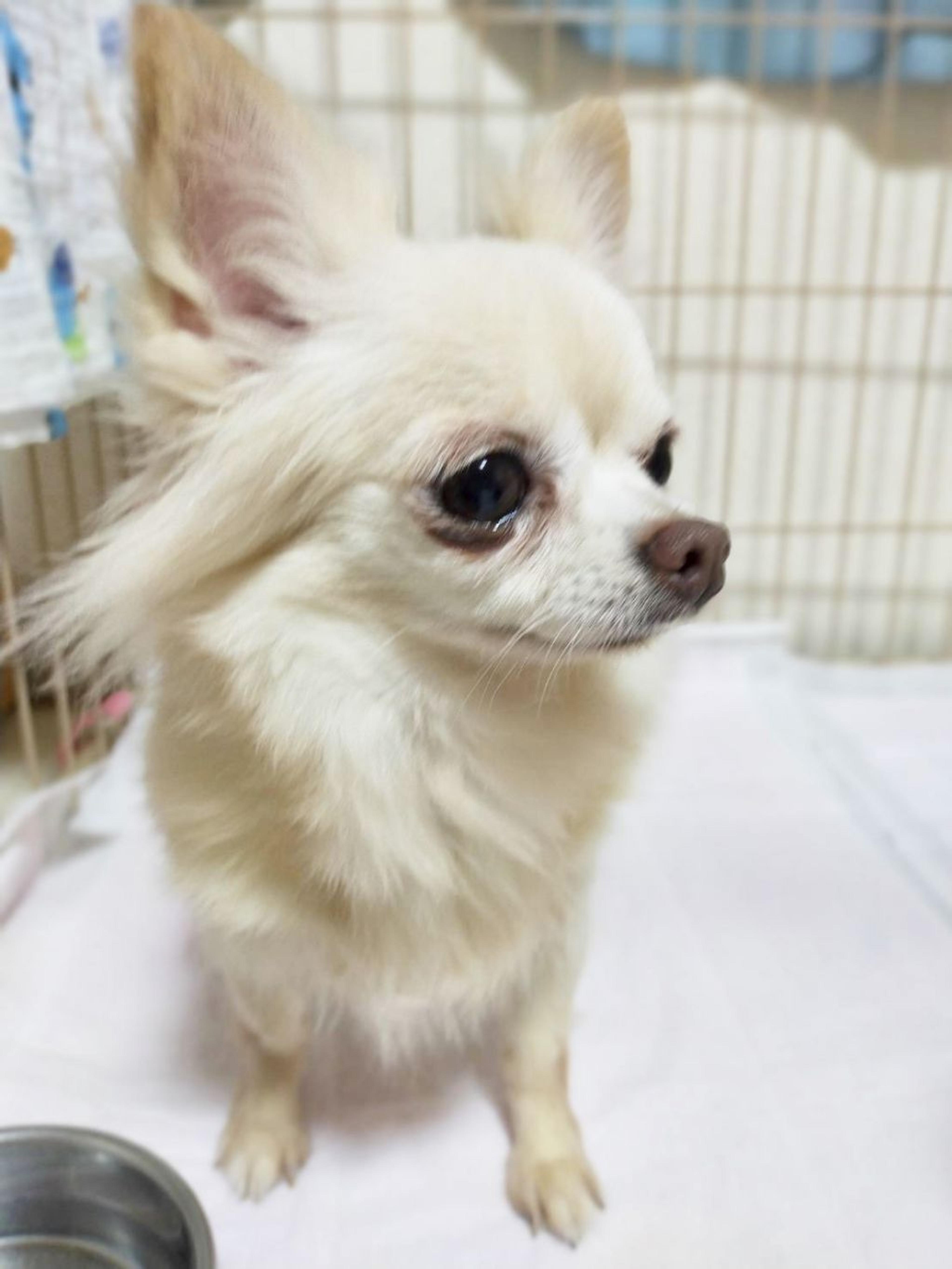 pet-image-4