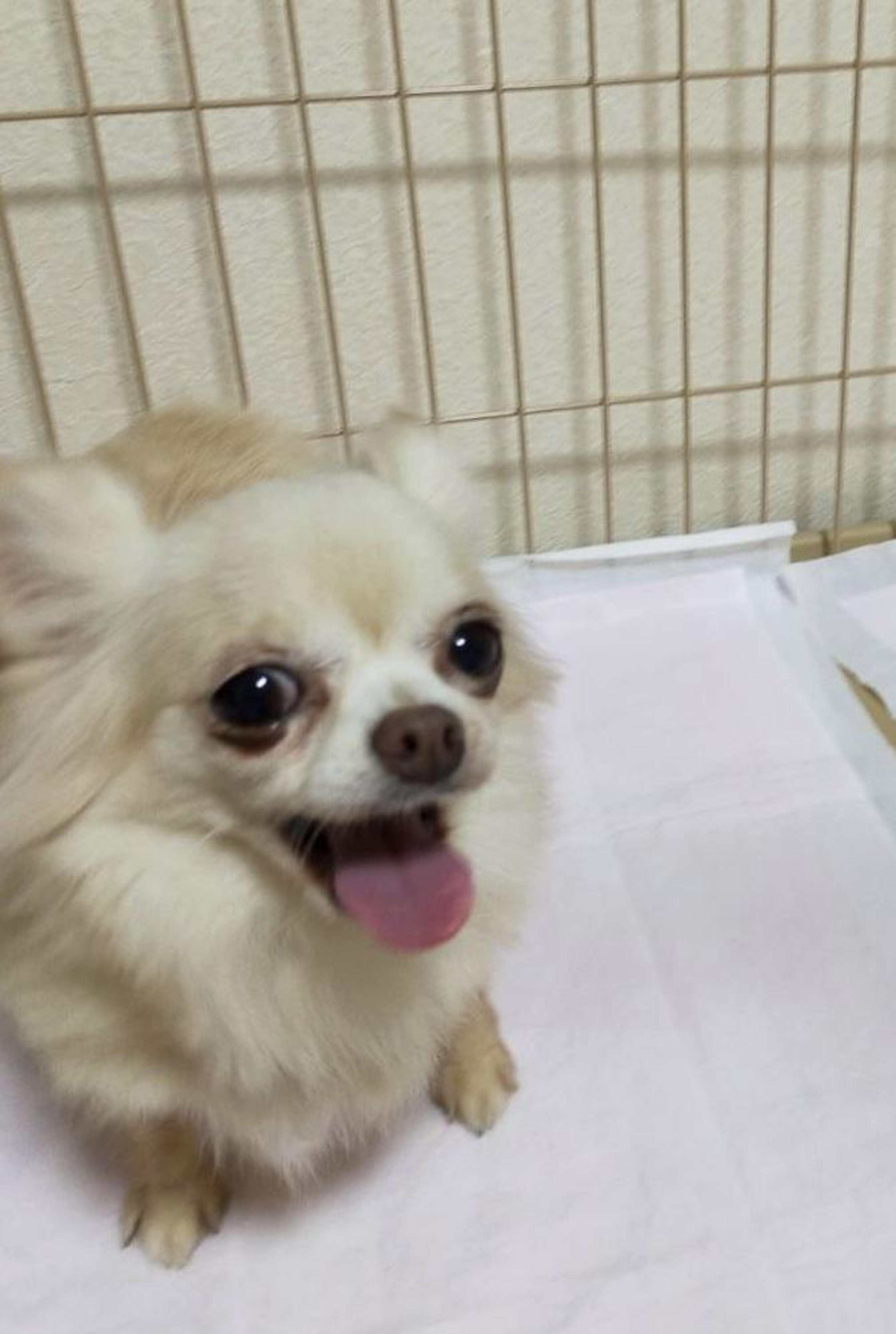 pet-image-5