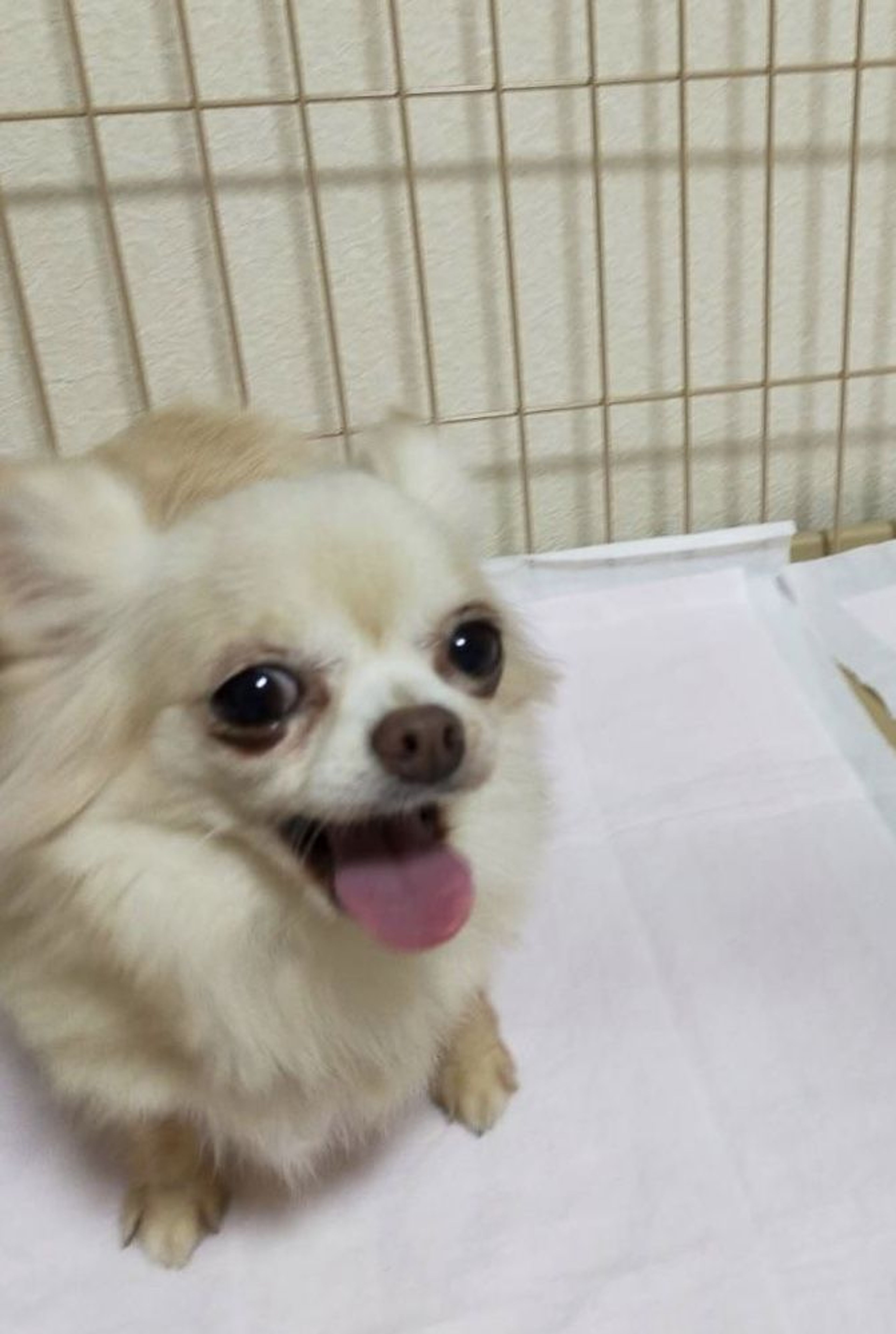 pet-image-5