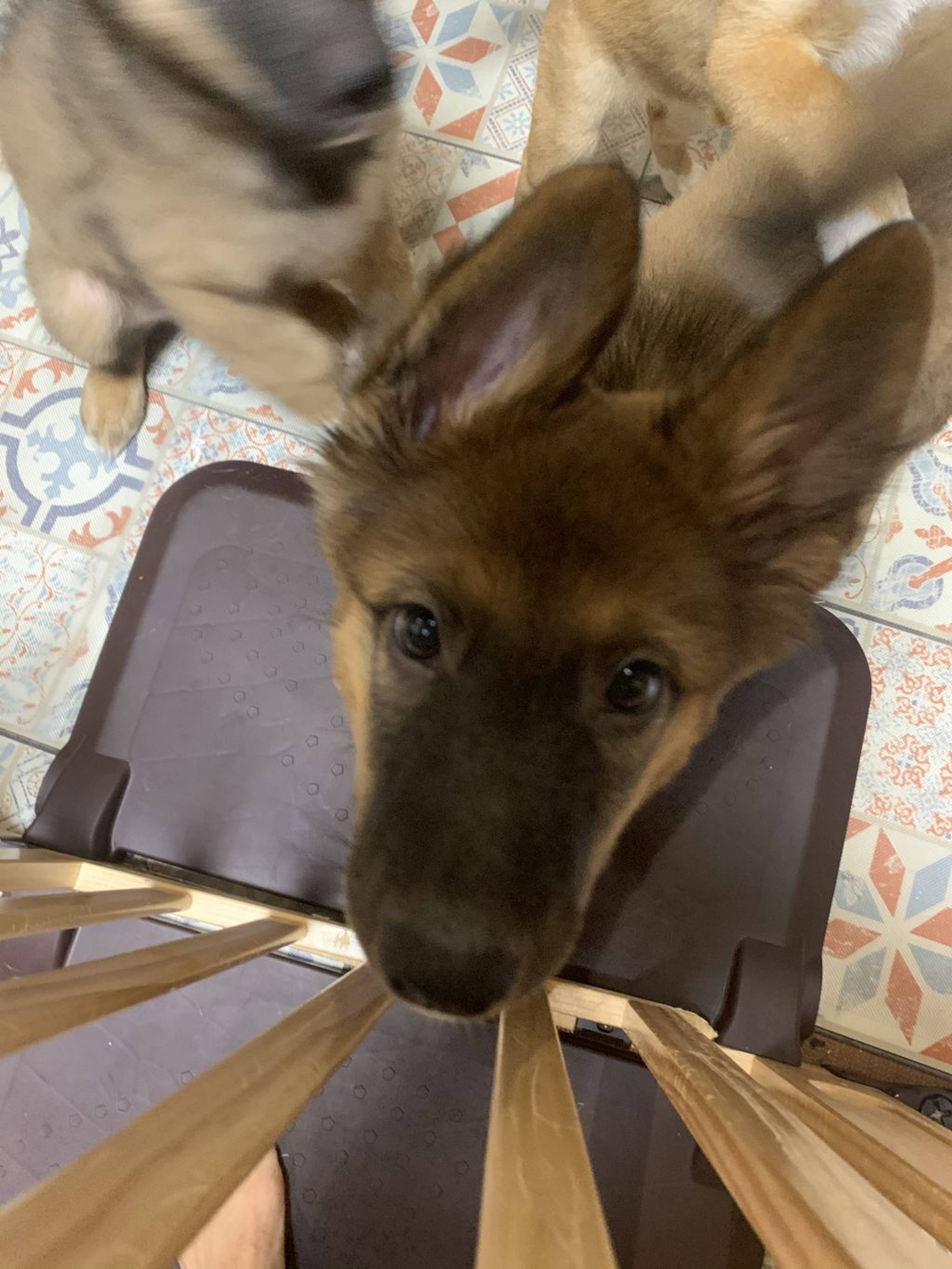 雑種（ミックス犬）・オスの里親募集の写真