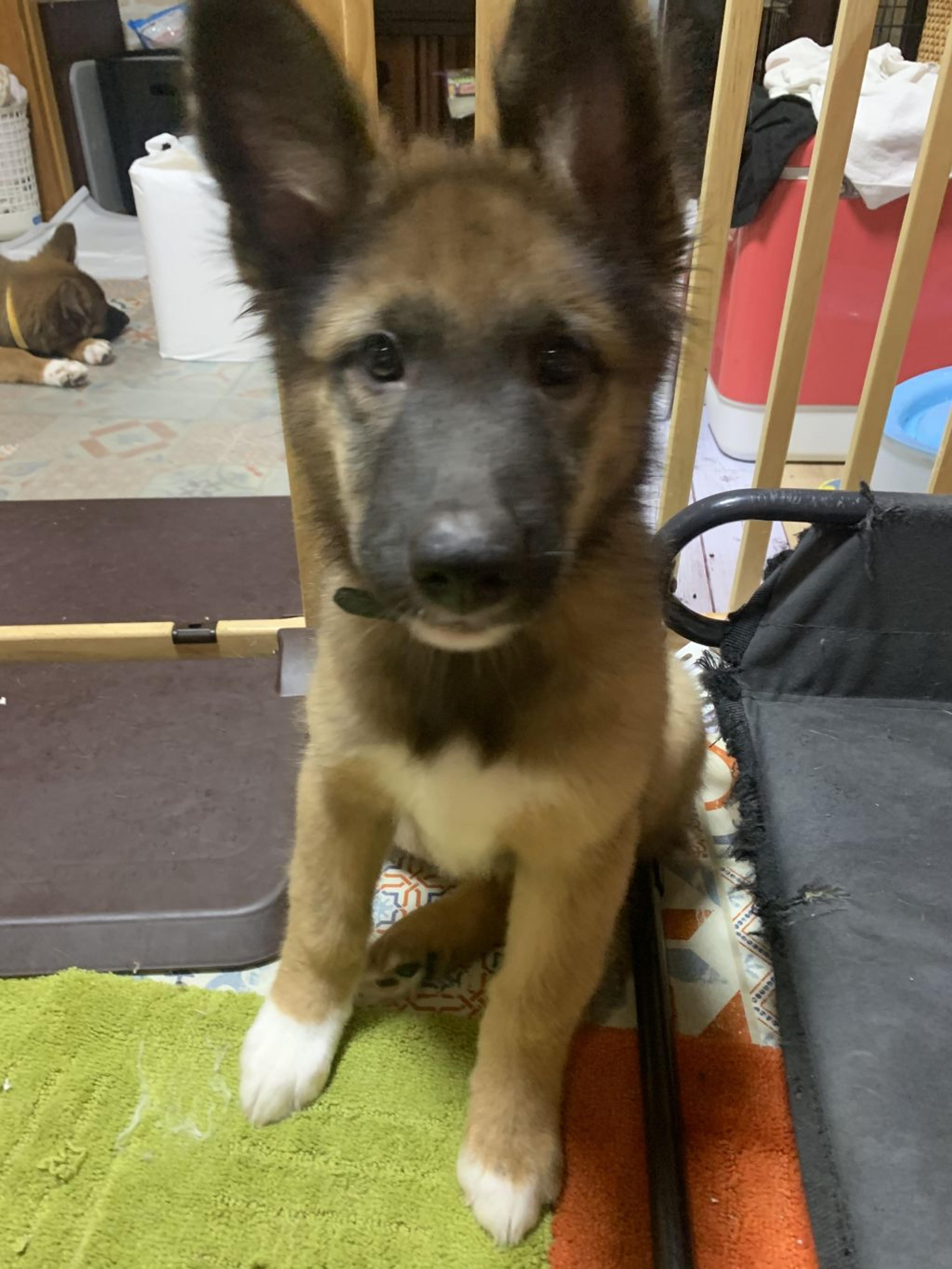 pet-image-3