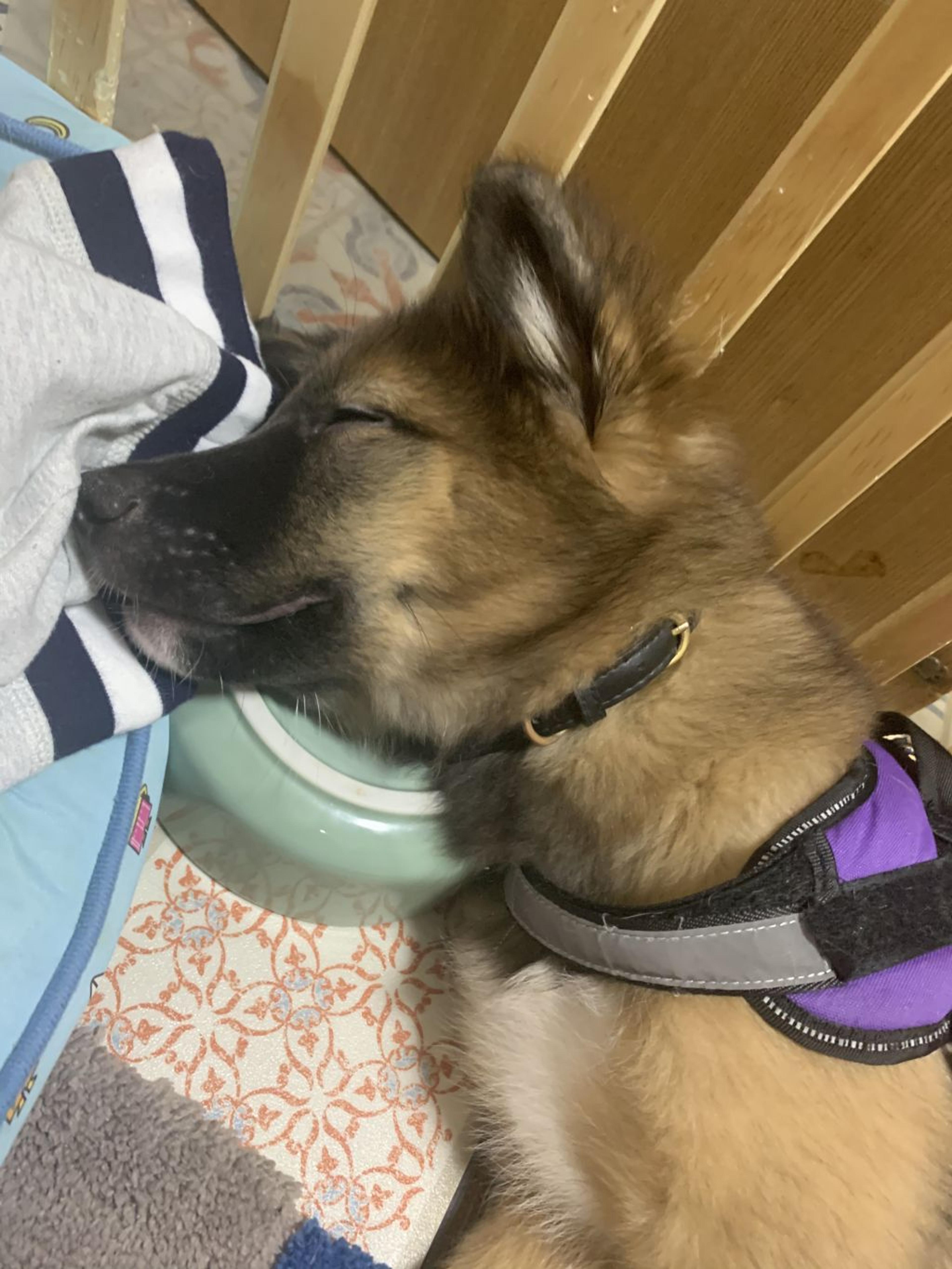 pet-image-4