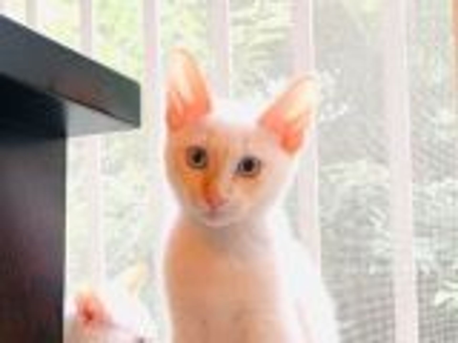 雑種（ミックス猫）・オスの里親募集の写真
