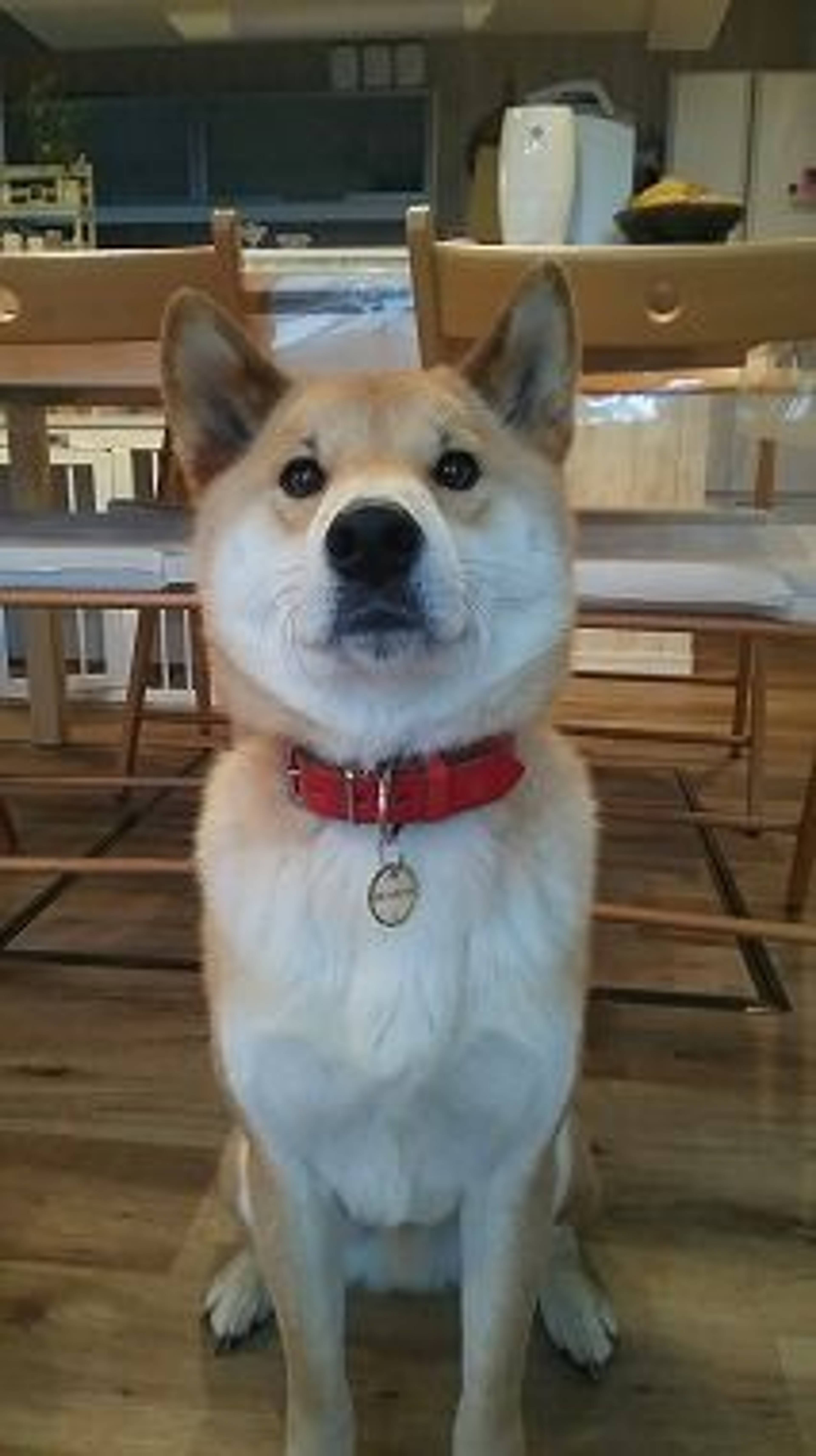 柴犬・オスの里親募集の写真