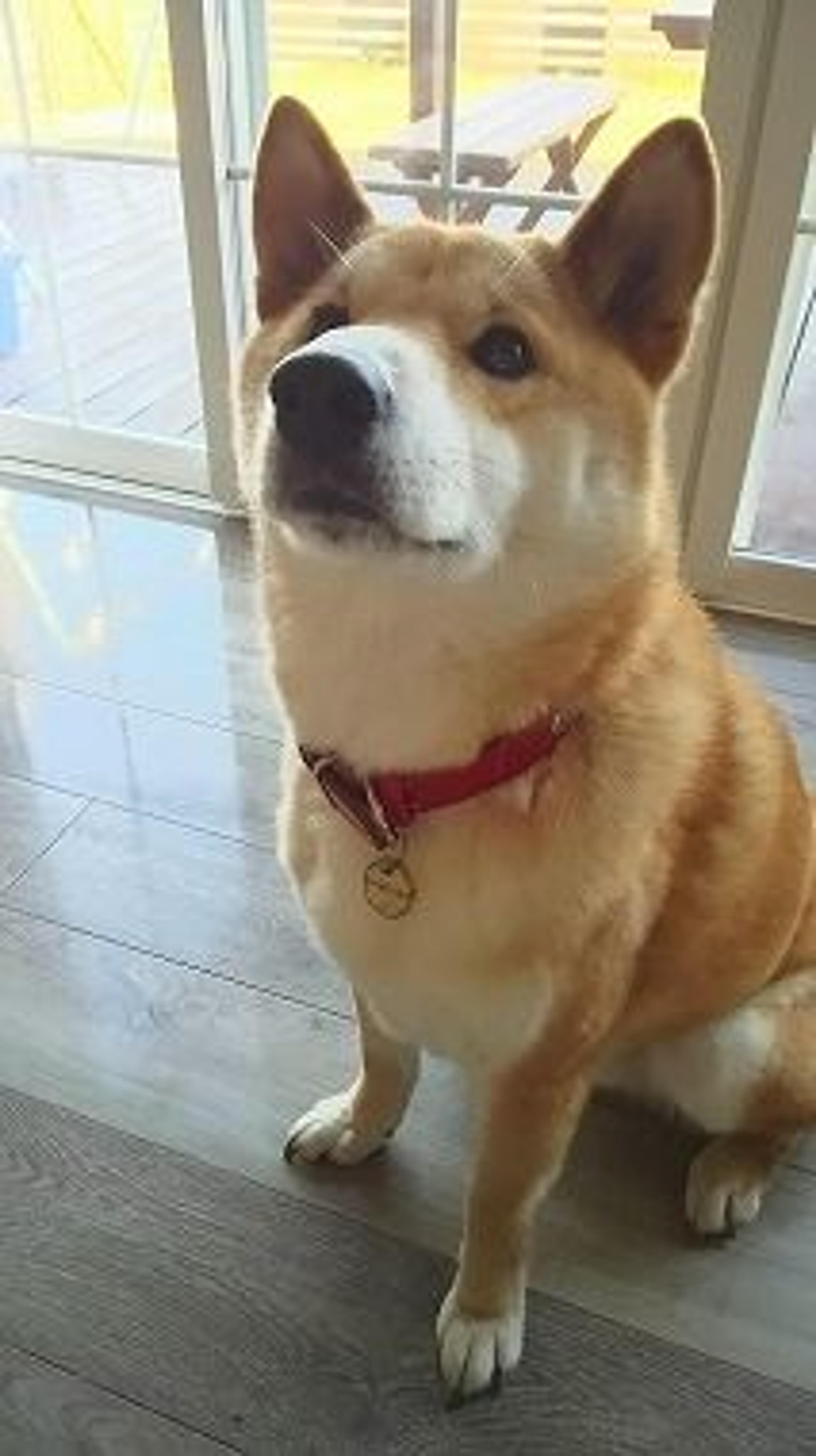 pet-image-2