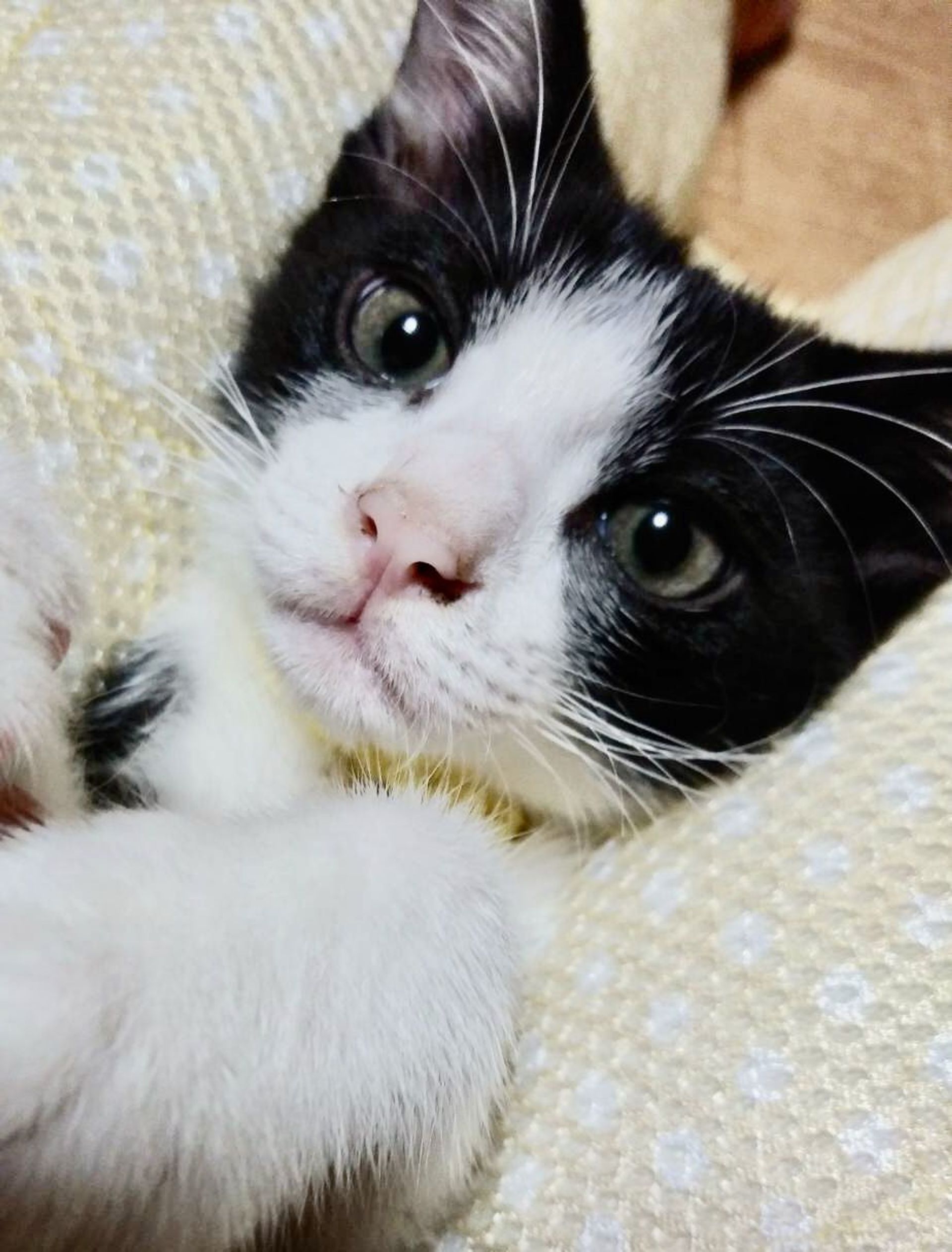 雑種（ミックス猫）・オスの里親募集の写真