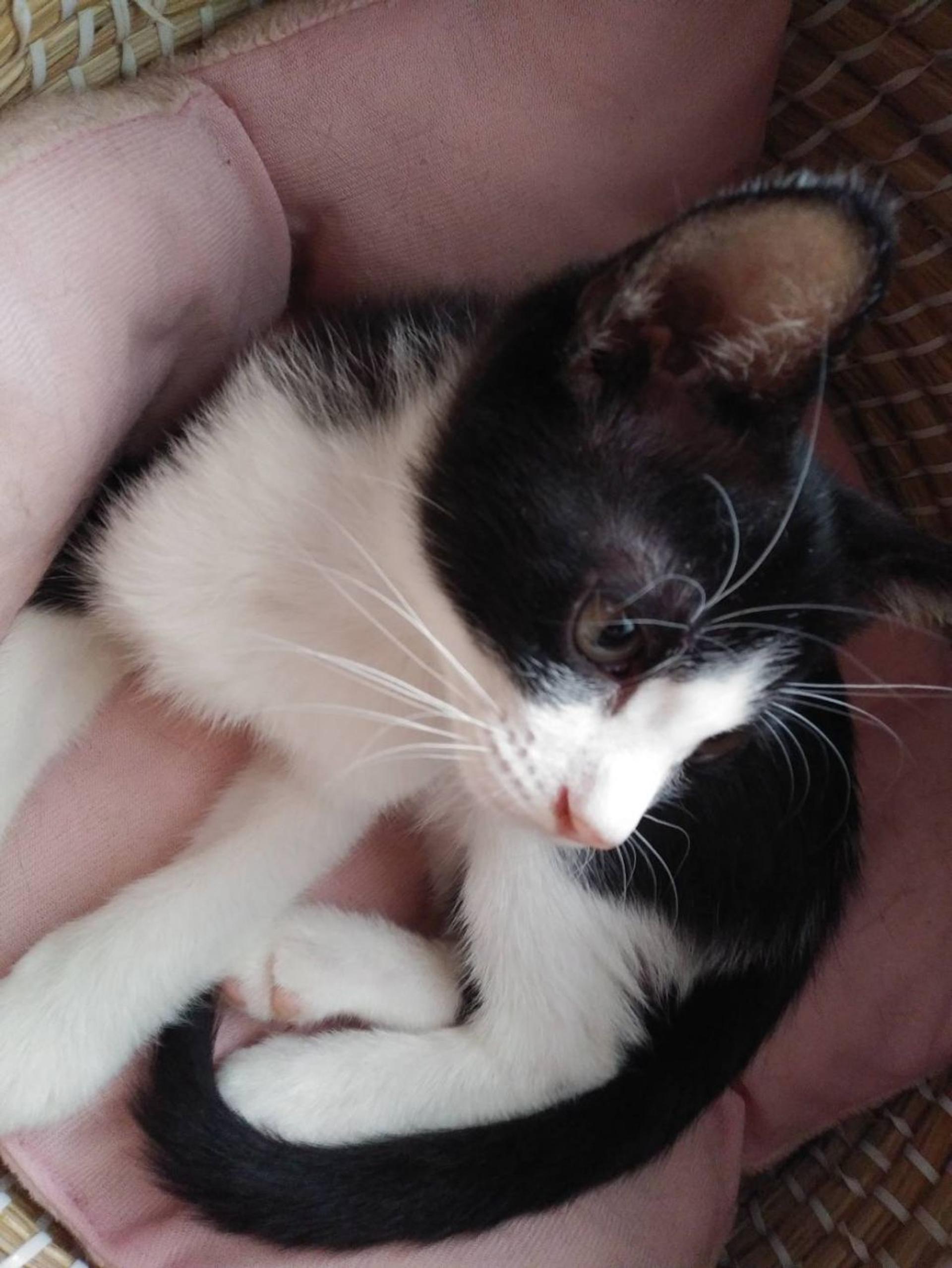 pet-image-4