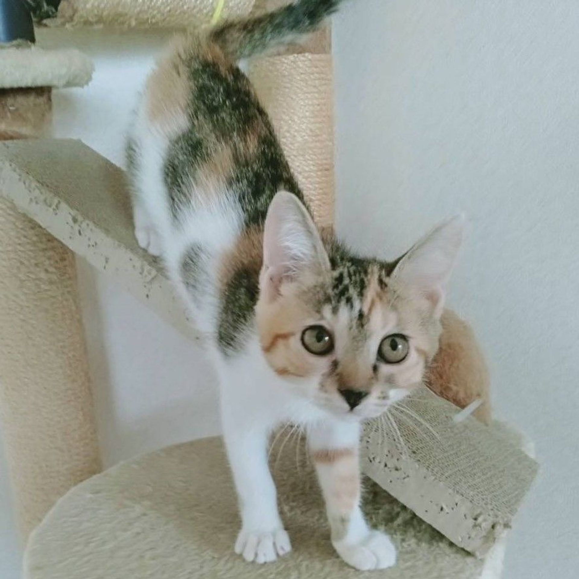 雑種（ミックス猫）・メスの里親募集の写真