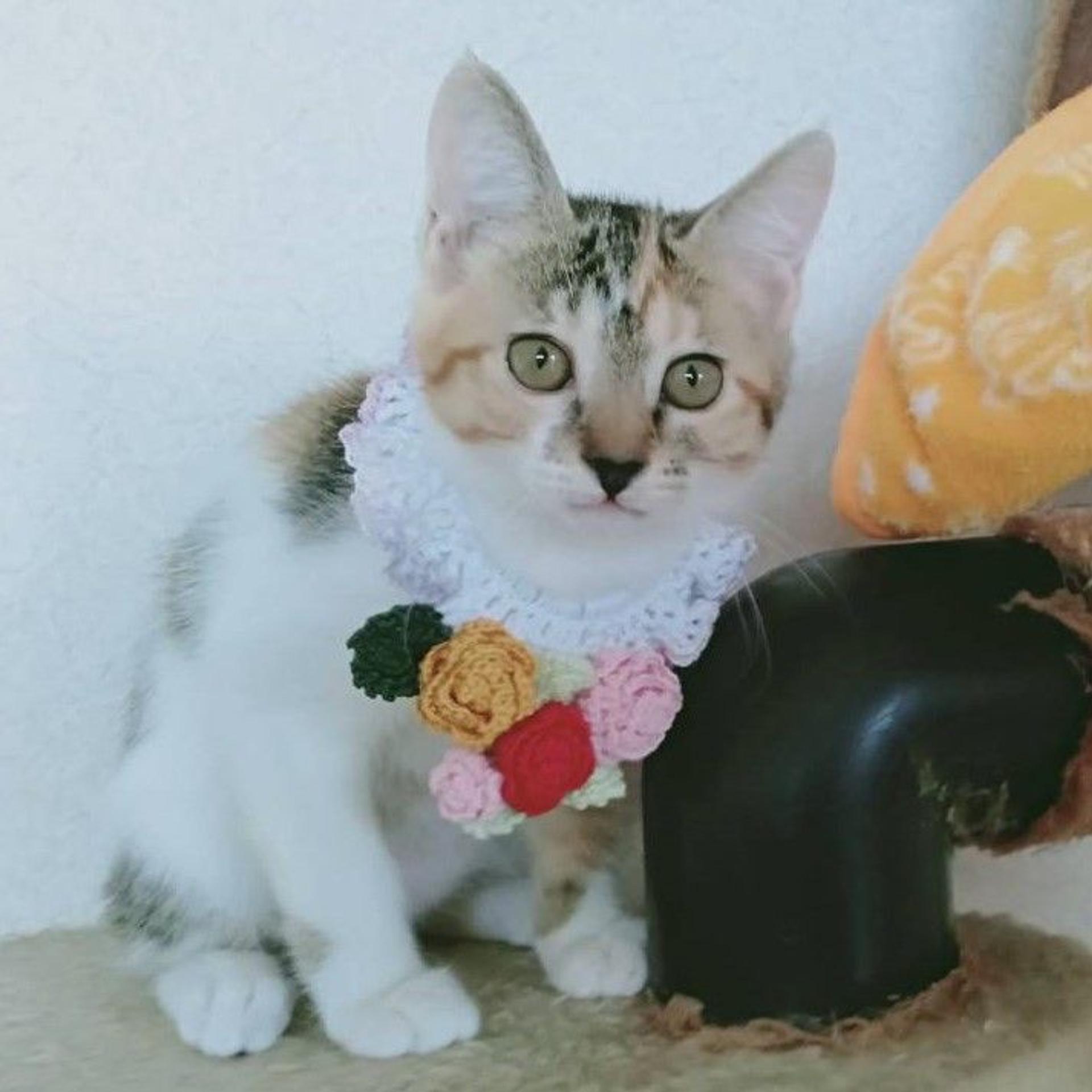 pet-image-4