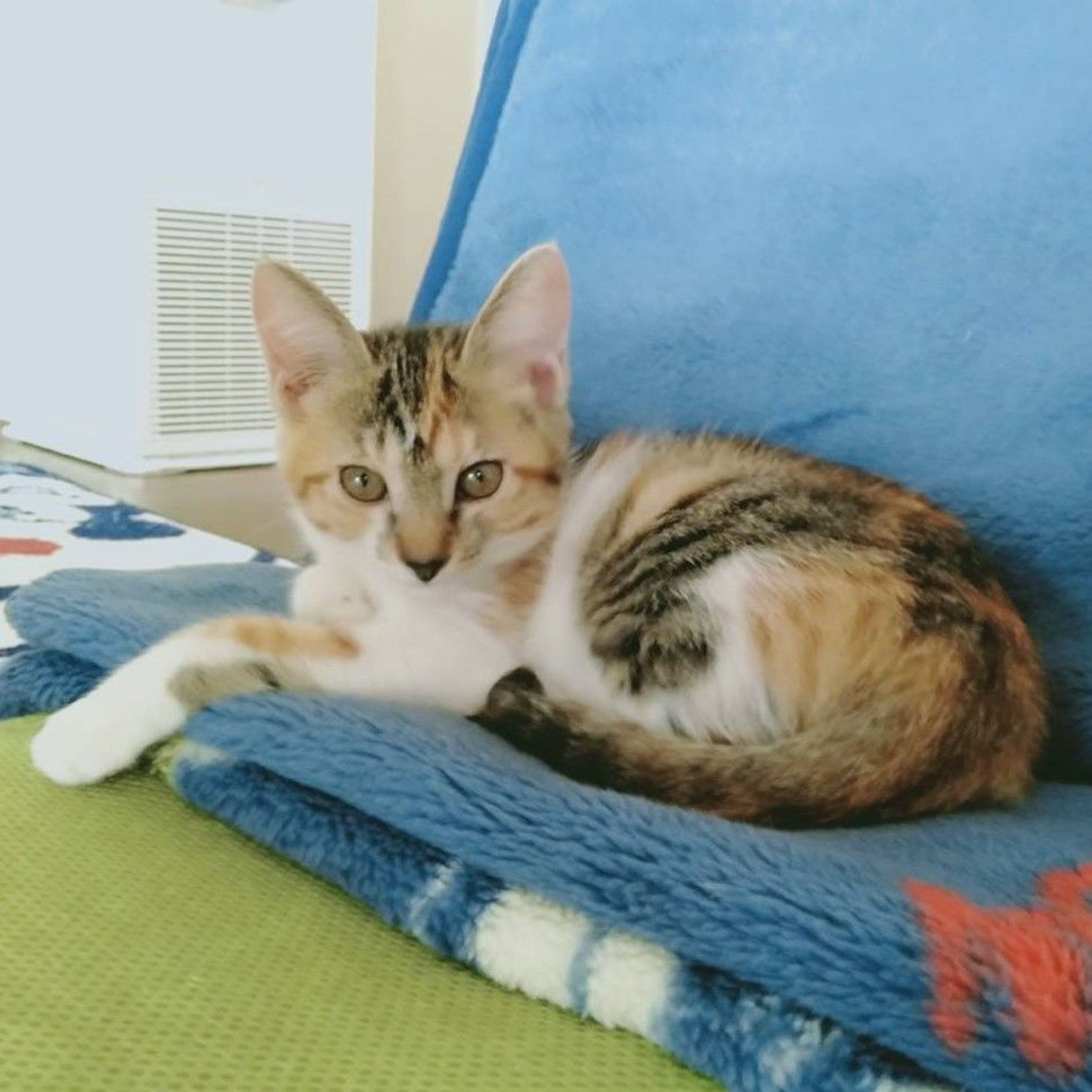 image-4