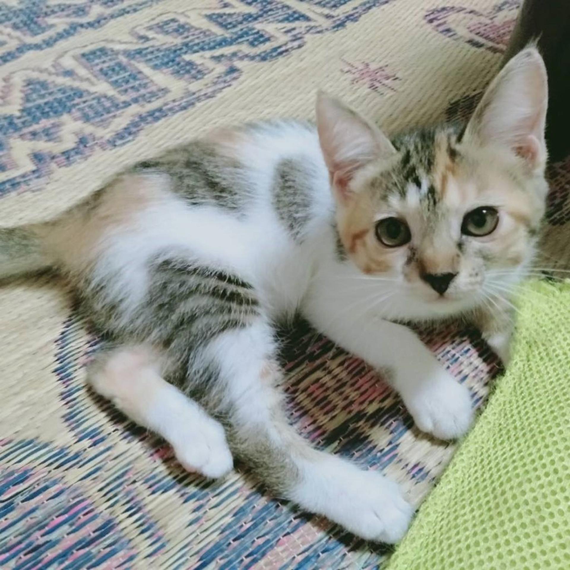 pet-image-6