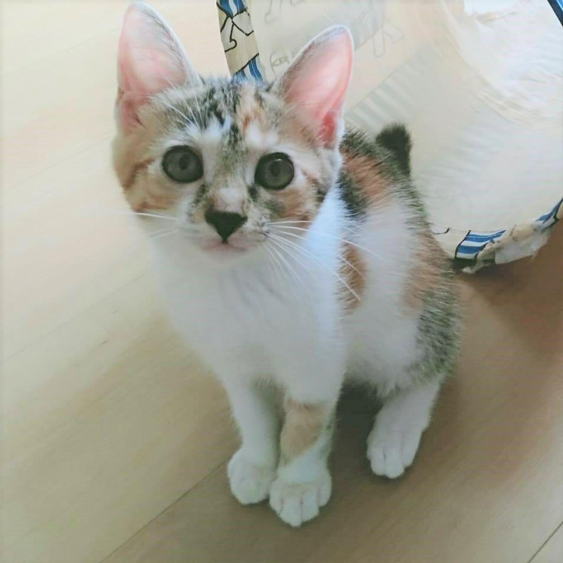 pet-image-8
